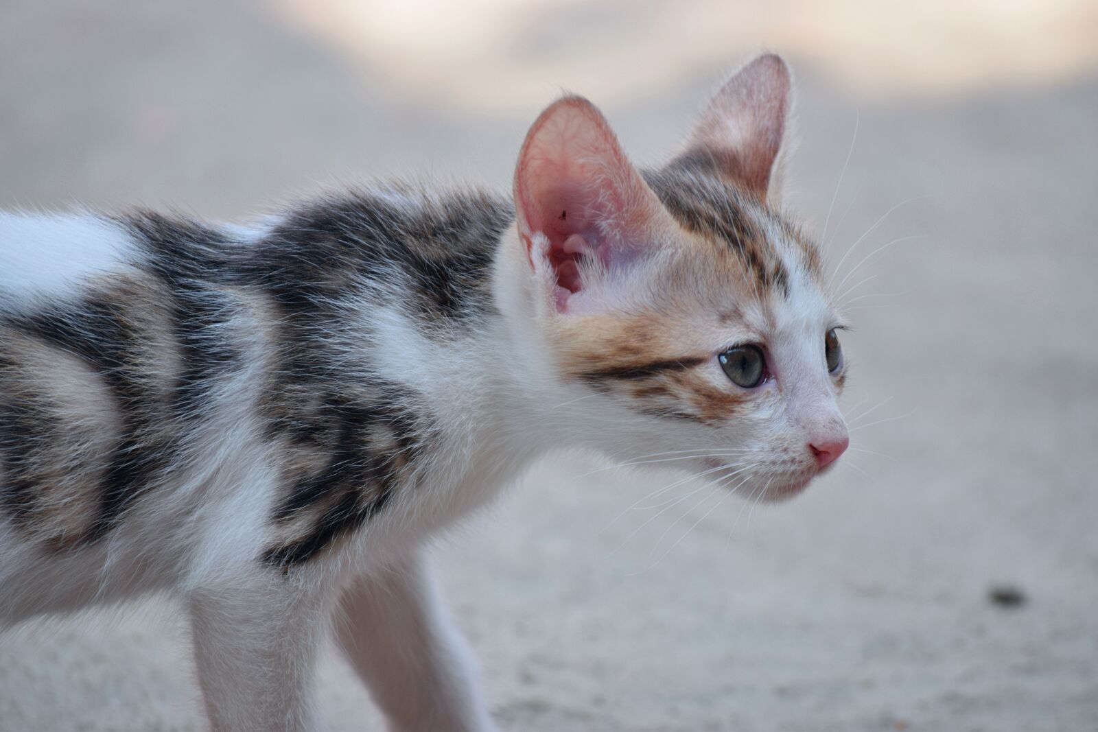 Nikon D3300 sample photo. Cat, kitten, cute photography
