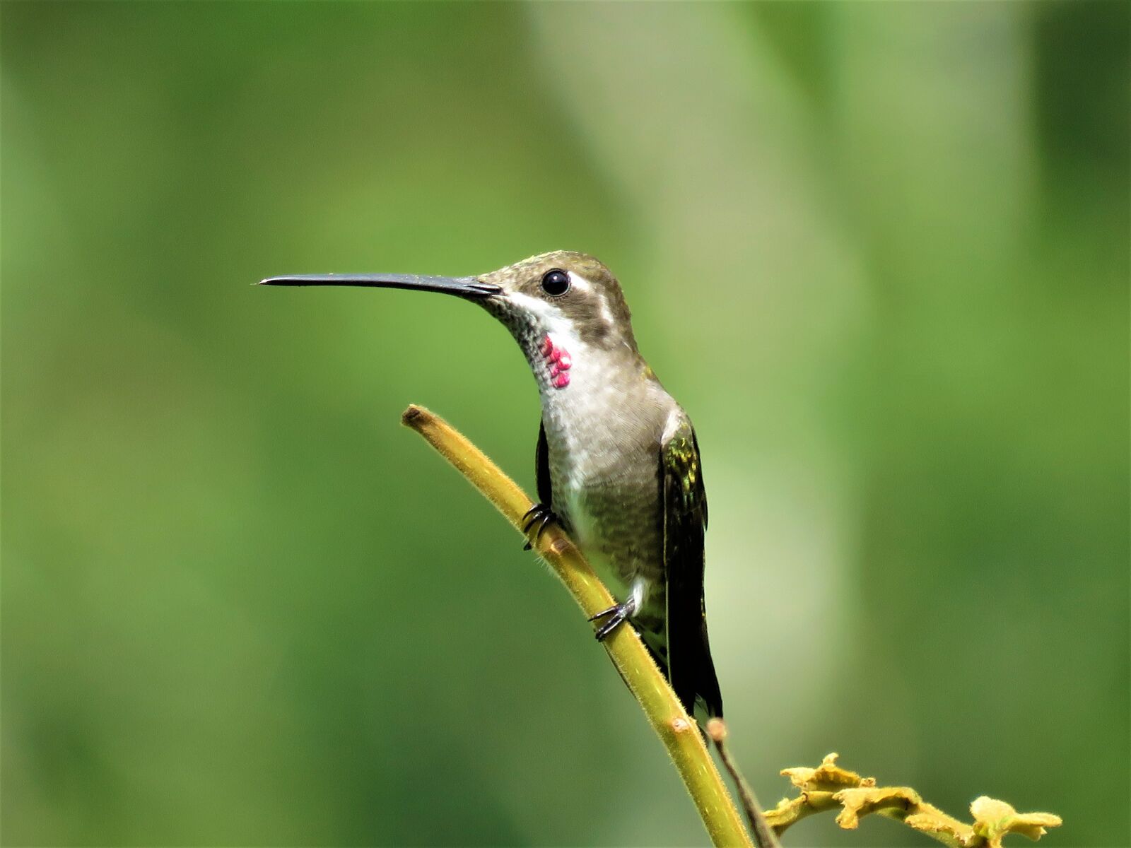 Canon PowerShot SX60 HS sample photo. Hummingbird, closeup, birding photography