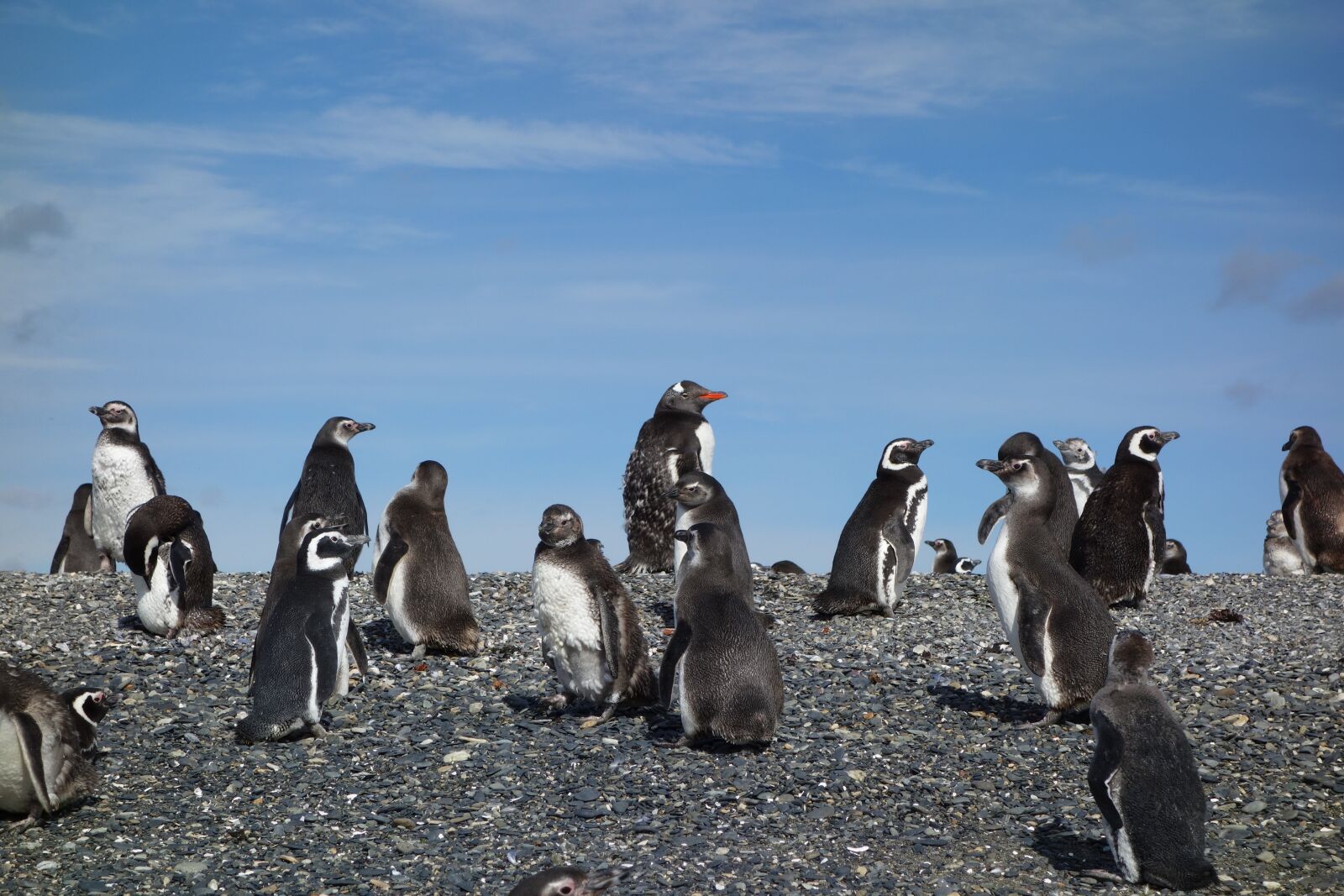 Sony Cyber-shot DSC-RX100 sample photo. Penguins, animal, birds photography