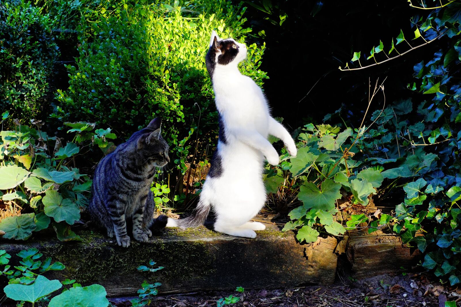 Sony SLT-A68 sample photo. Cat, standing, attention photography