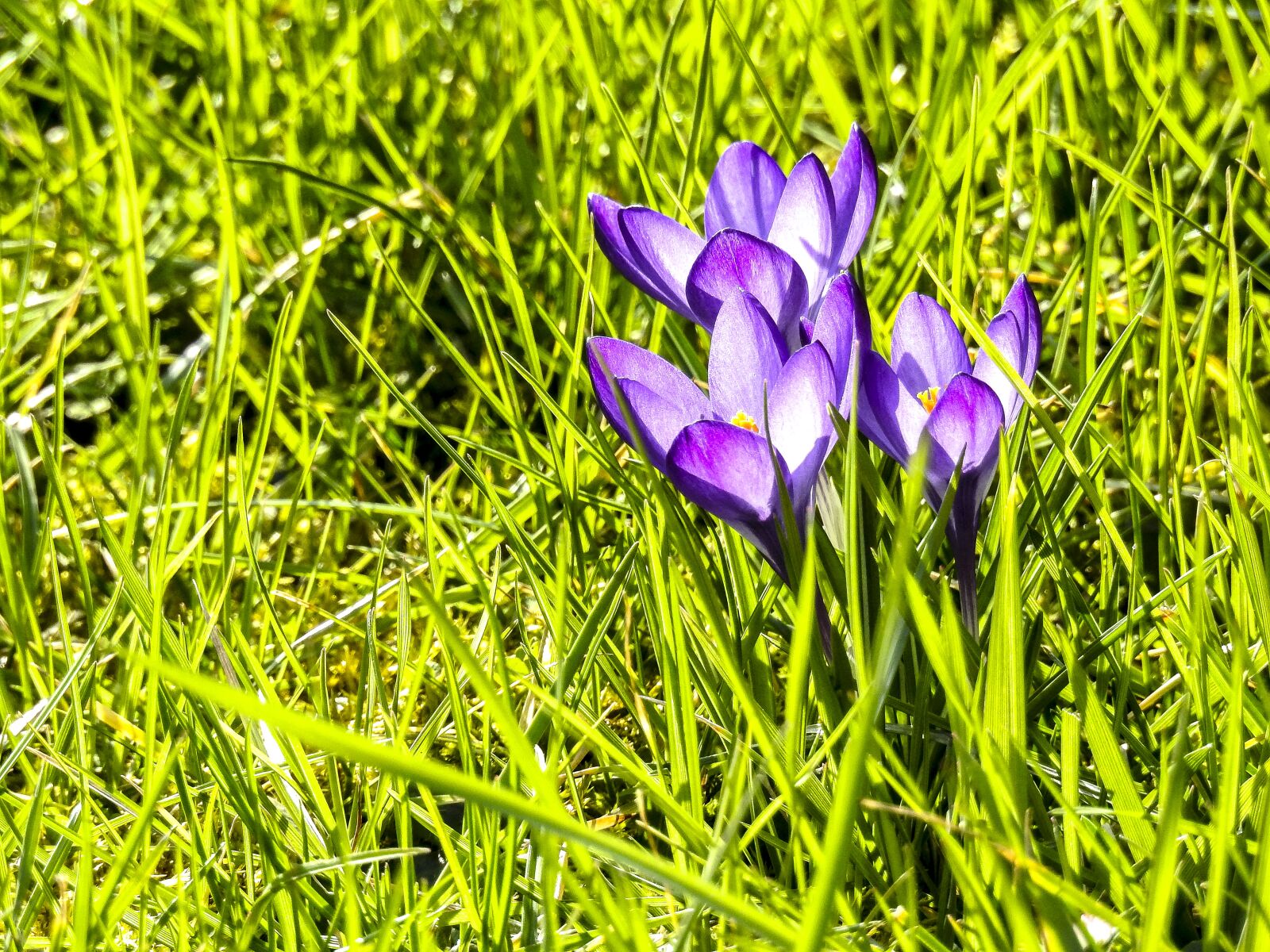 Nikon Coolpix P900 sample photo. Crocus, flower, blossom photography