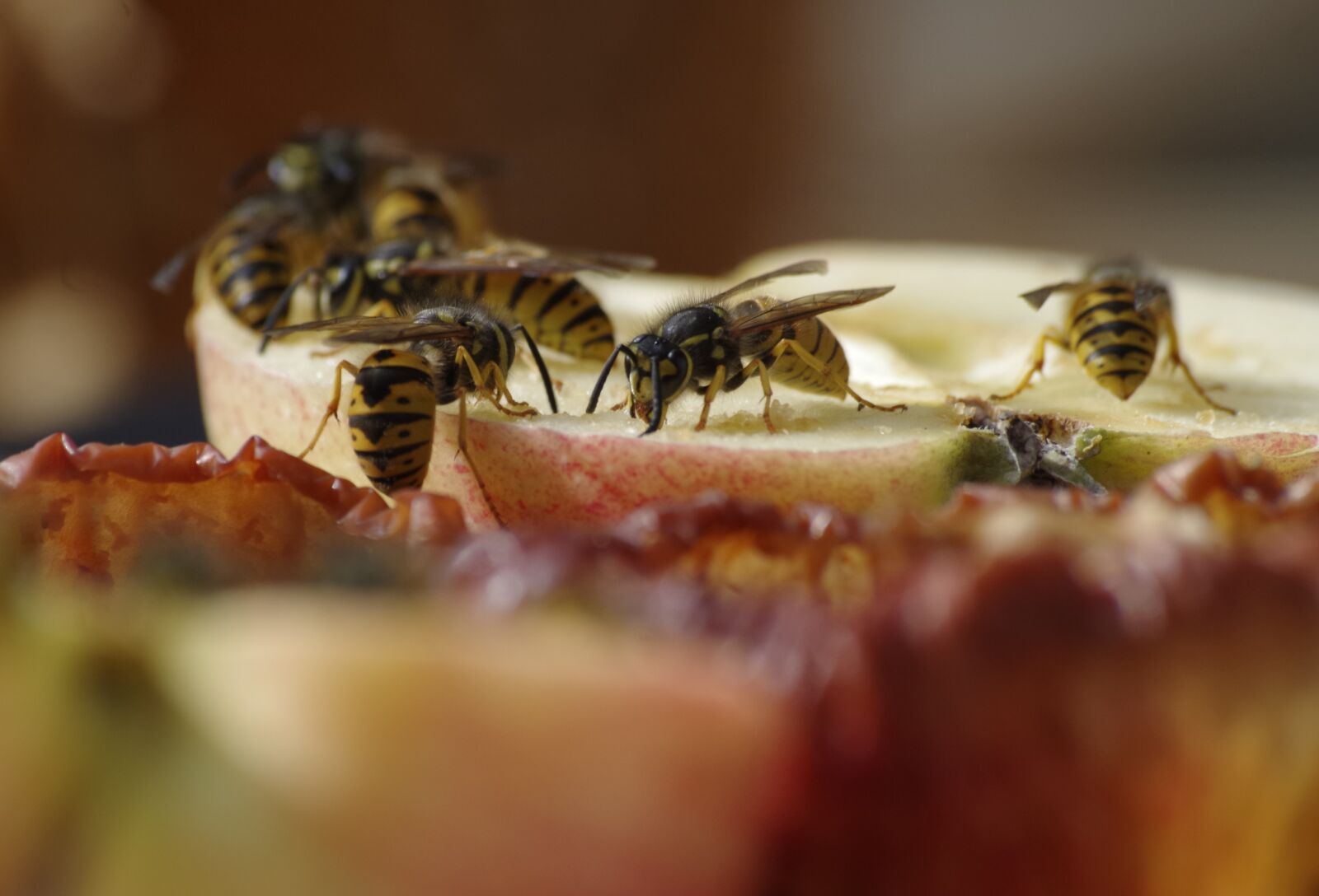 Pentax K-30 sample photo. Wasp, apple, food photography