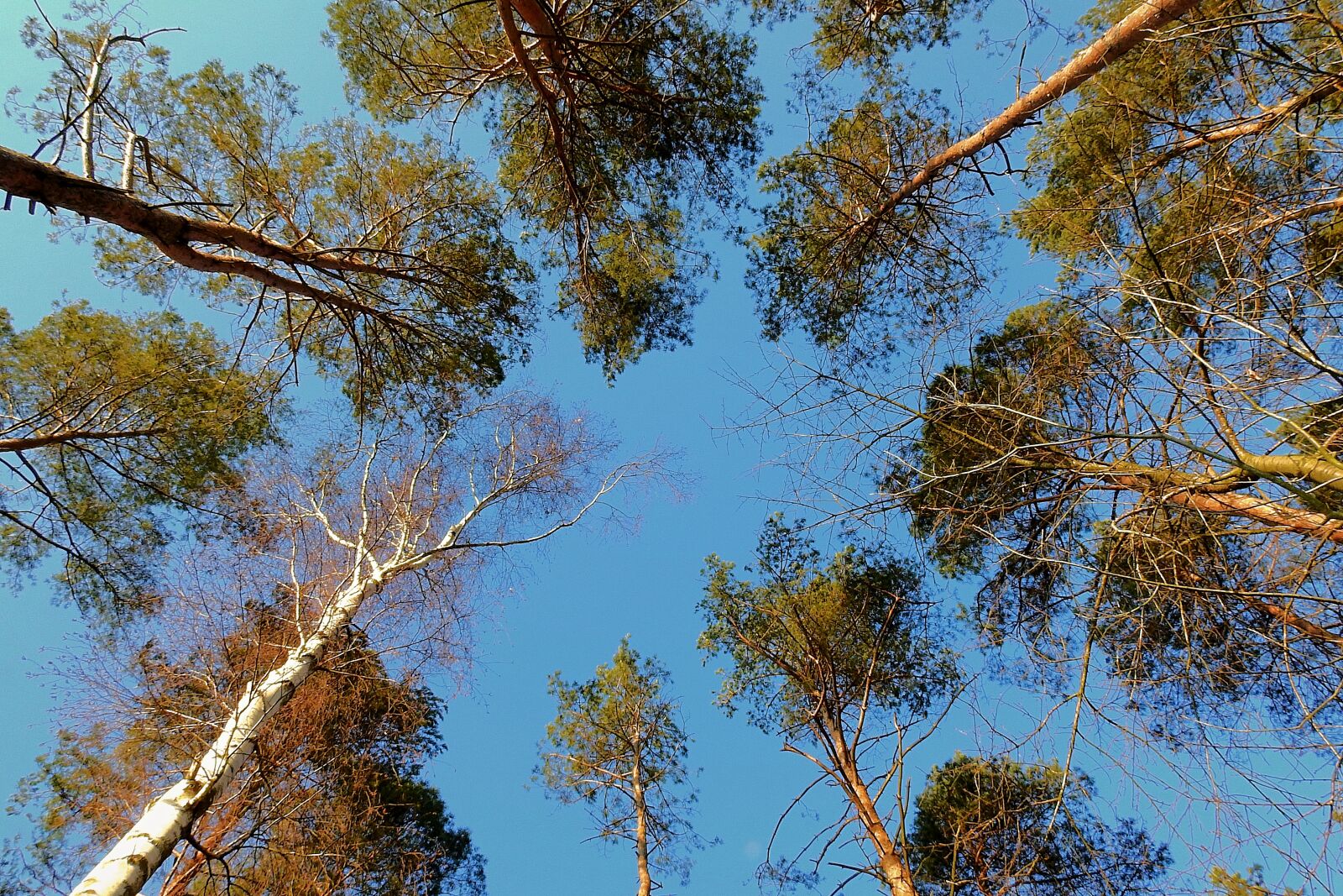 Nikon Coolpix P900 sample photo. Tree, nature, forest photography