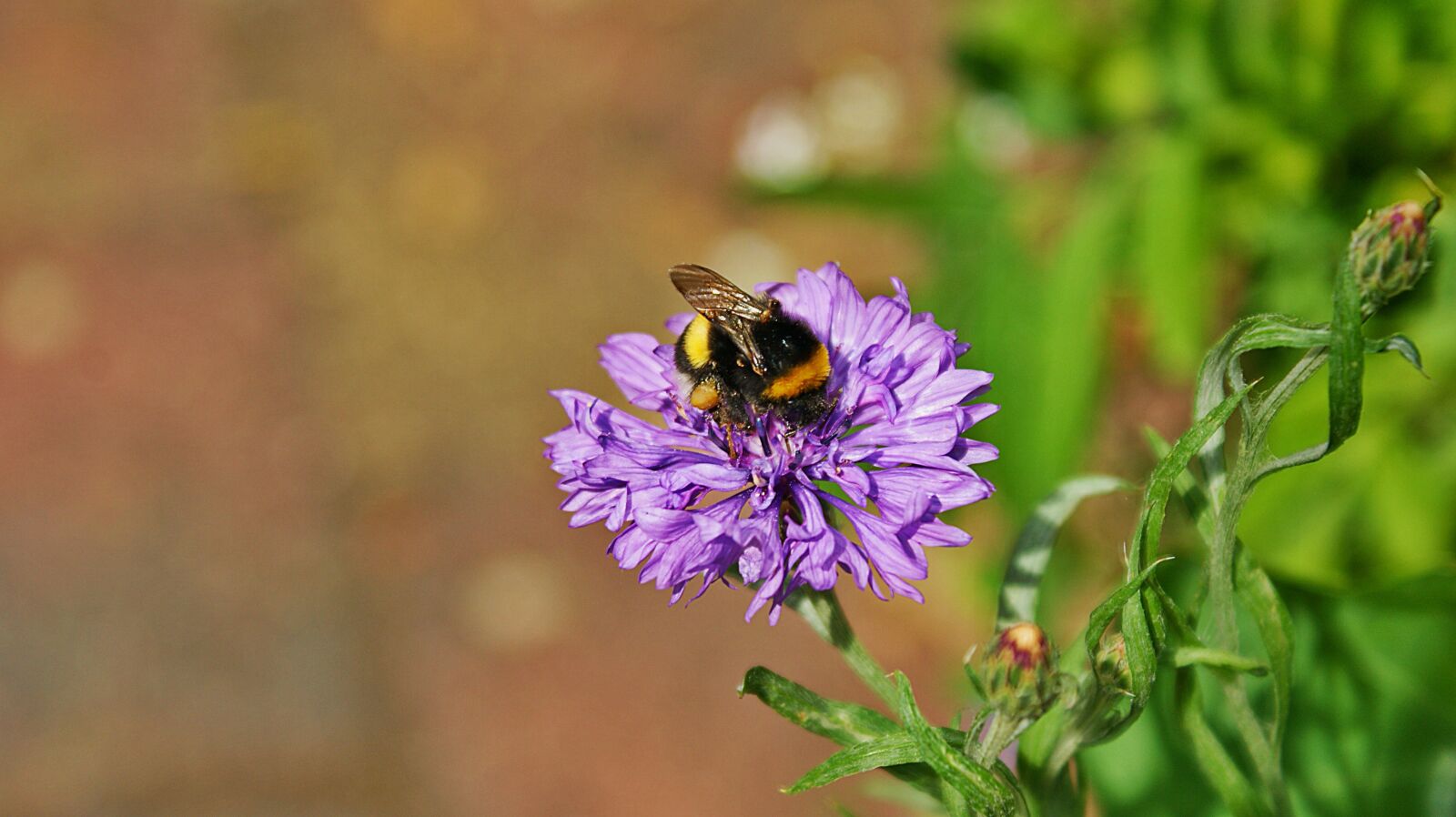 Sony Alpha DSLR-A350 sample photo. Cornflower, lilac, purple photography