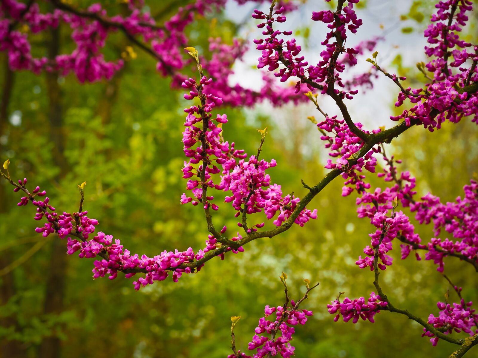 Olympus OM-D E-M10 sample photo. Chinese judas tree, tree photography