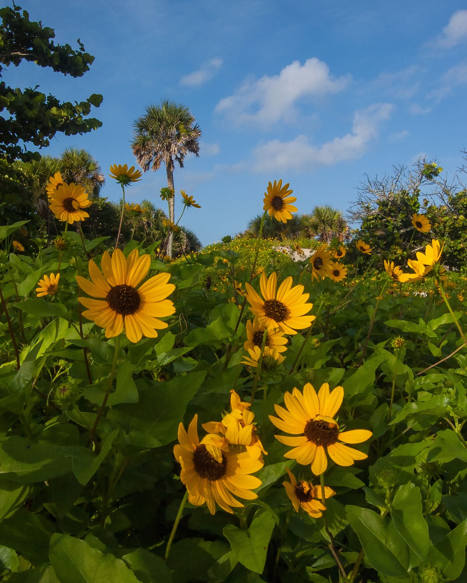 Nikon D50 sample photo. Yellow flowers, blue sky photography