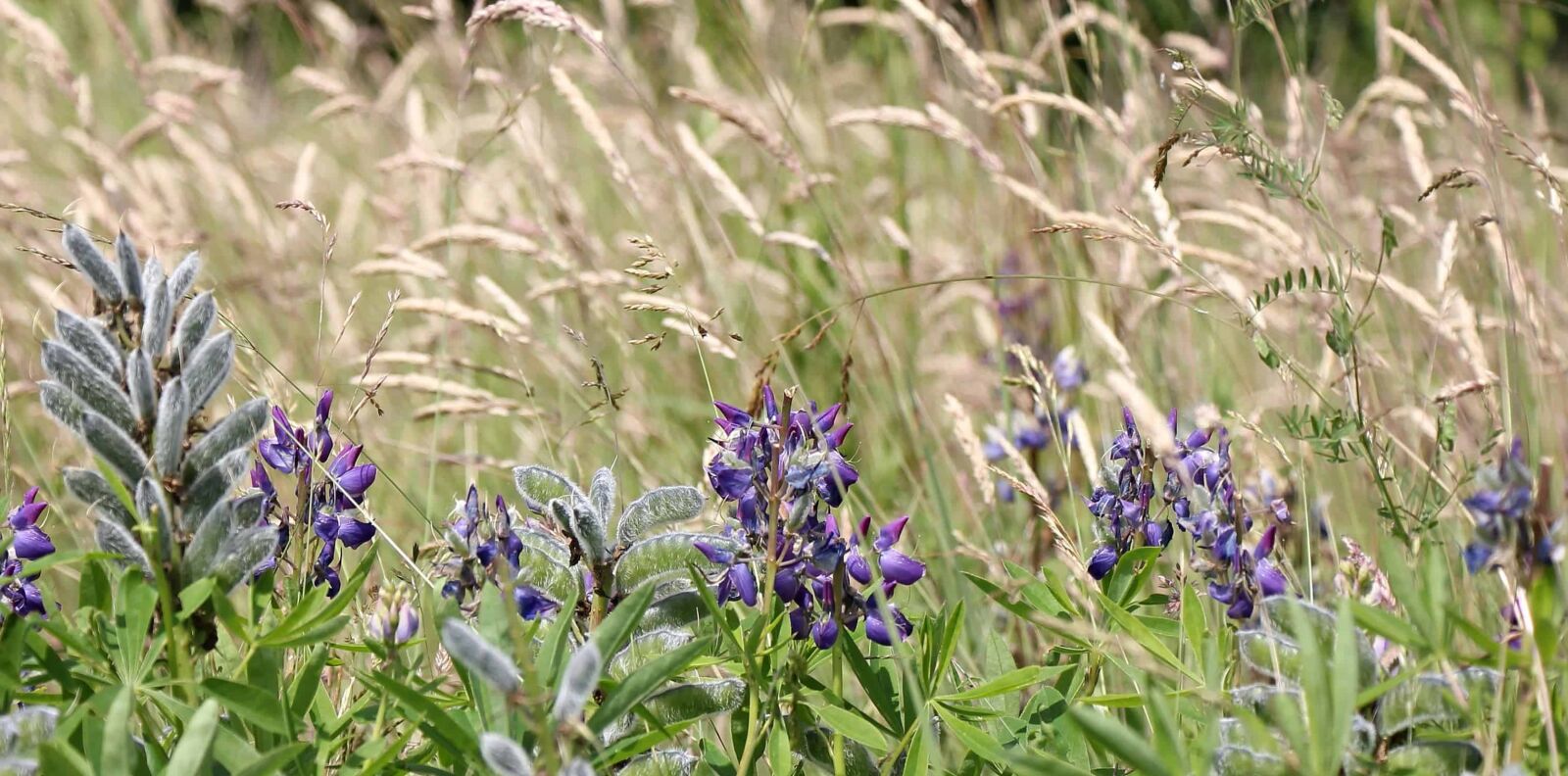 Canon EOS 550D (EOS Rebel T2i / EOS Kiss X4) sample photo. Nature, field, grass, summer photography