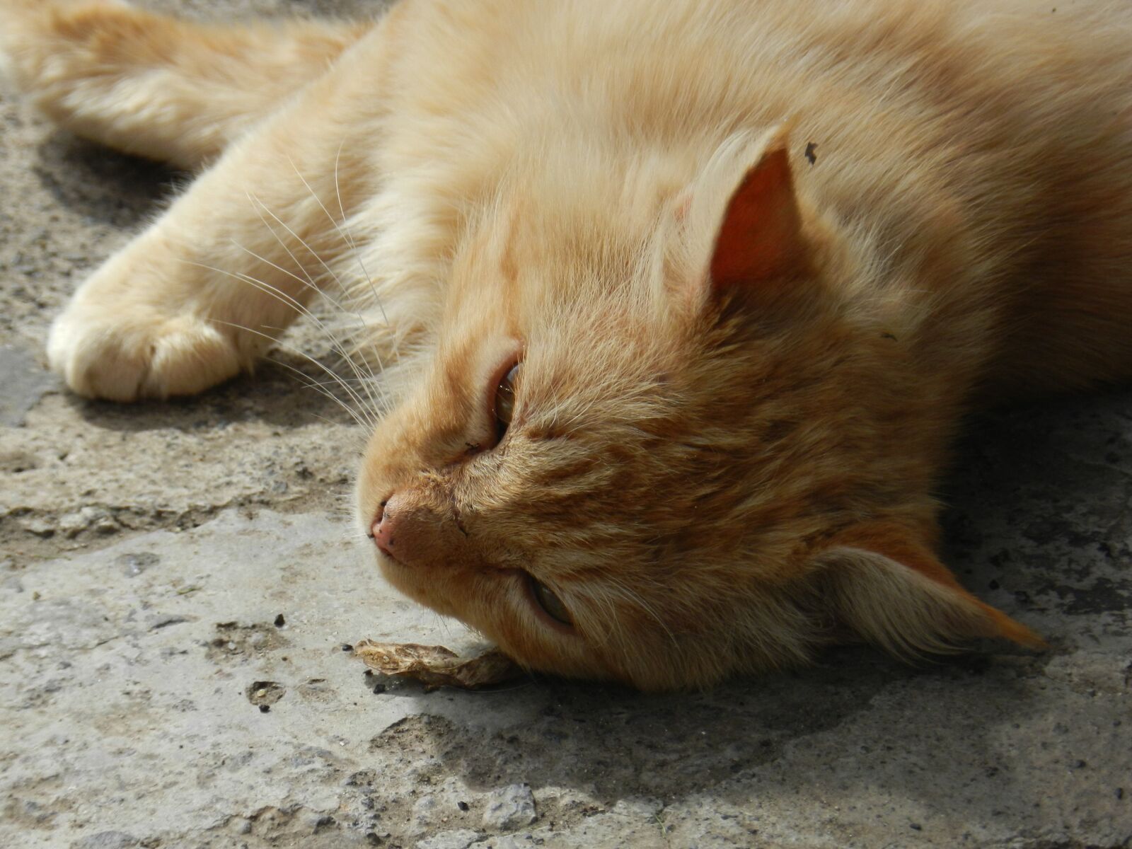Nikon Coolpix P500 sample photo. Feline, kitten, pet photography