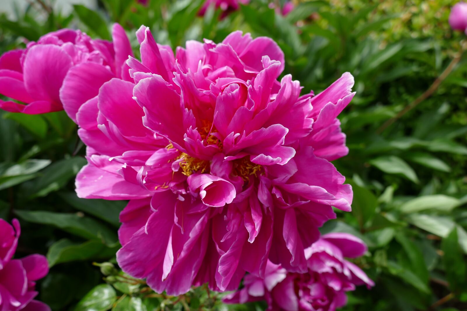 Panasonic Lumix DMC-FZ1000 sample photo. Flower, close up, garden photography