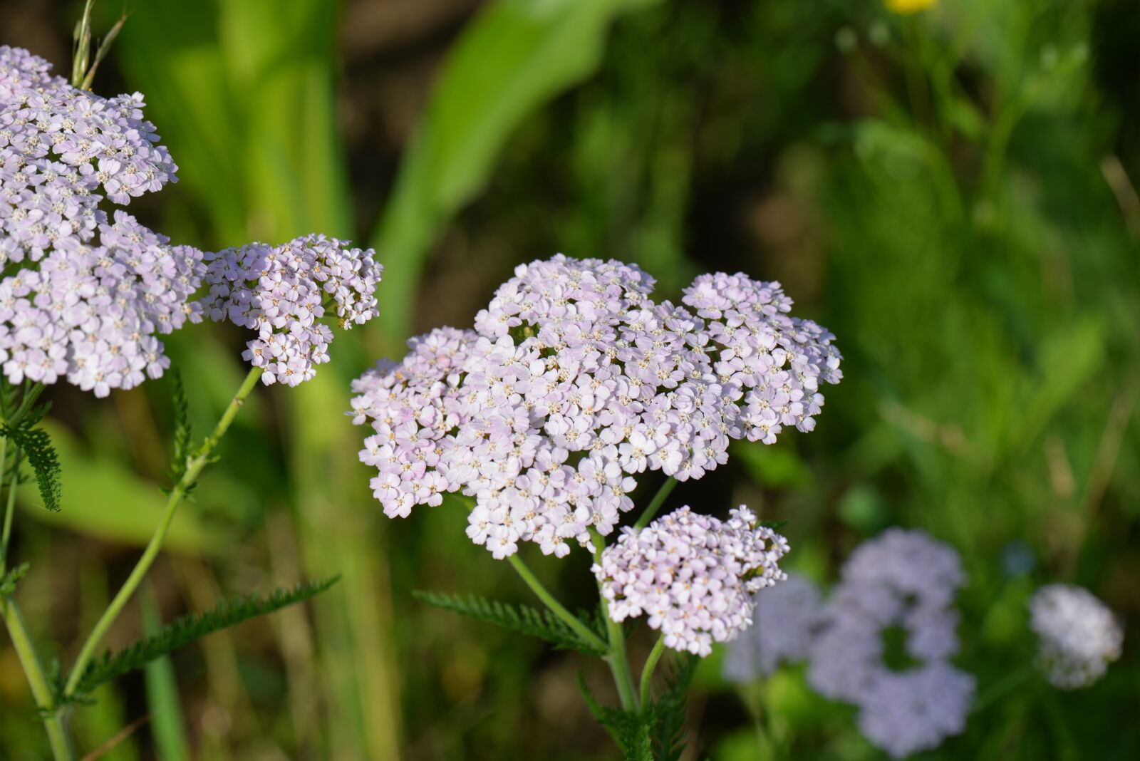 Nikon D610 sample photo. Sharp sheaves, pink, meadow photography