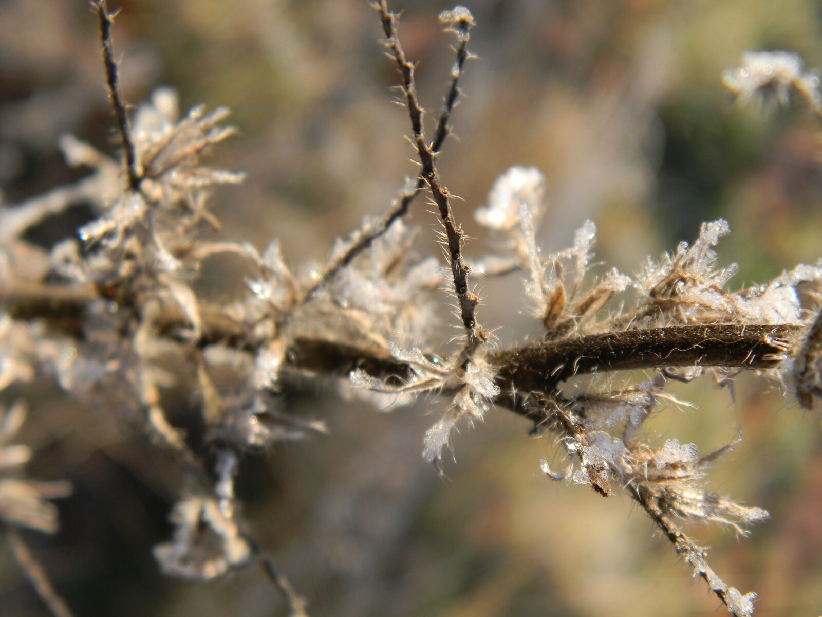 Nikon Coolpix L110 sample photo. Cold, forest, frozen, nature photography