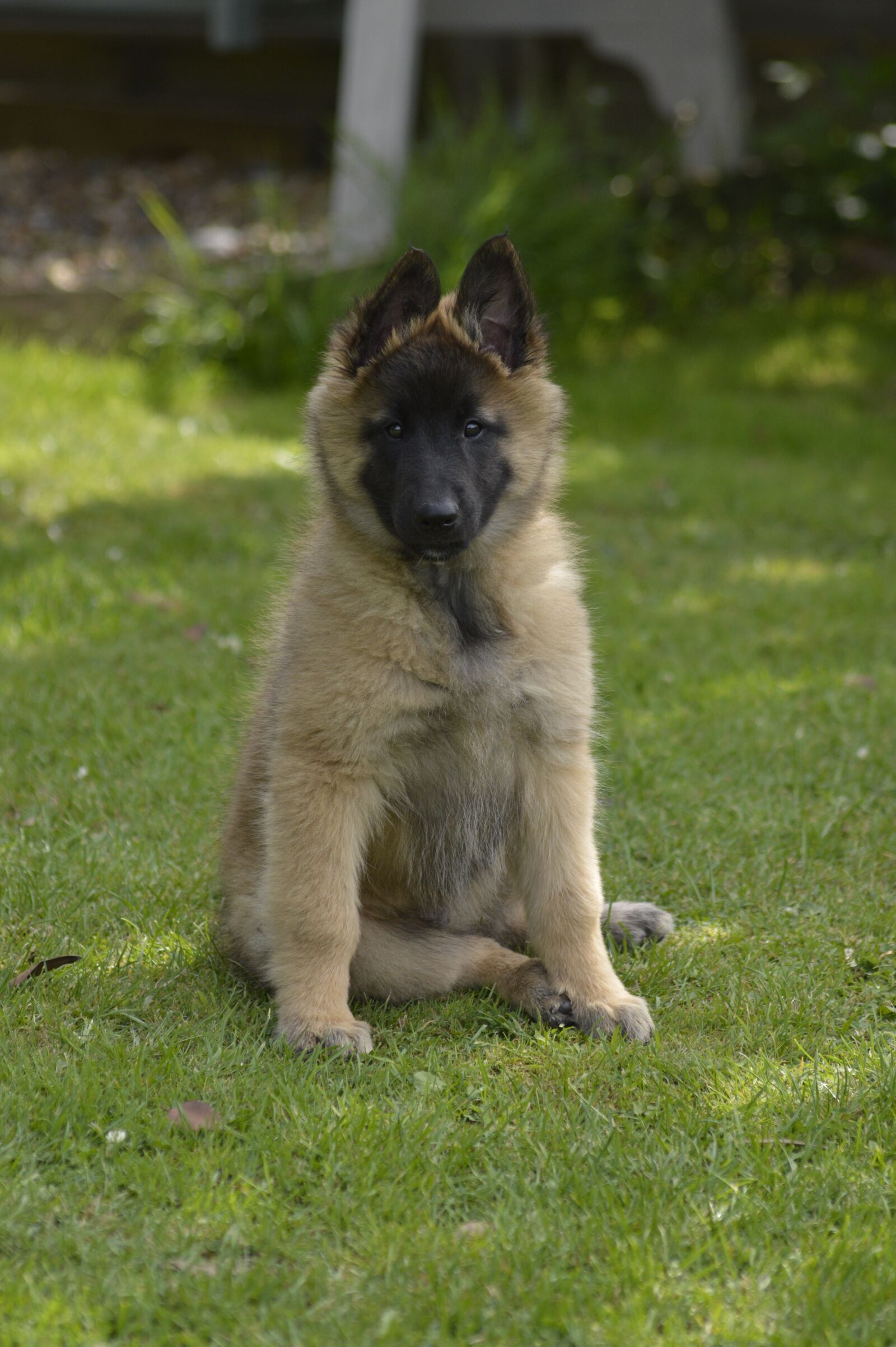 Nikon D3200 sample photo. Belgian, shepherd, bitch photography