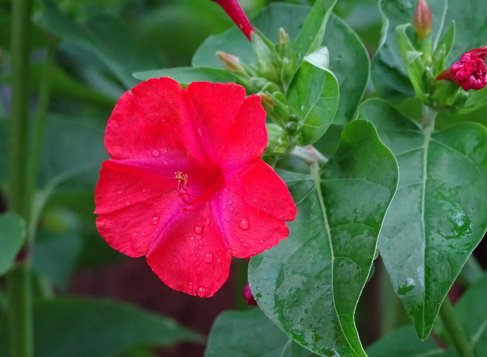 Sony Cyber-shot DSC-HX400V sample photo. Sand, mirabilis jalapa, red photography