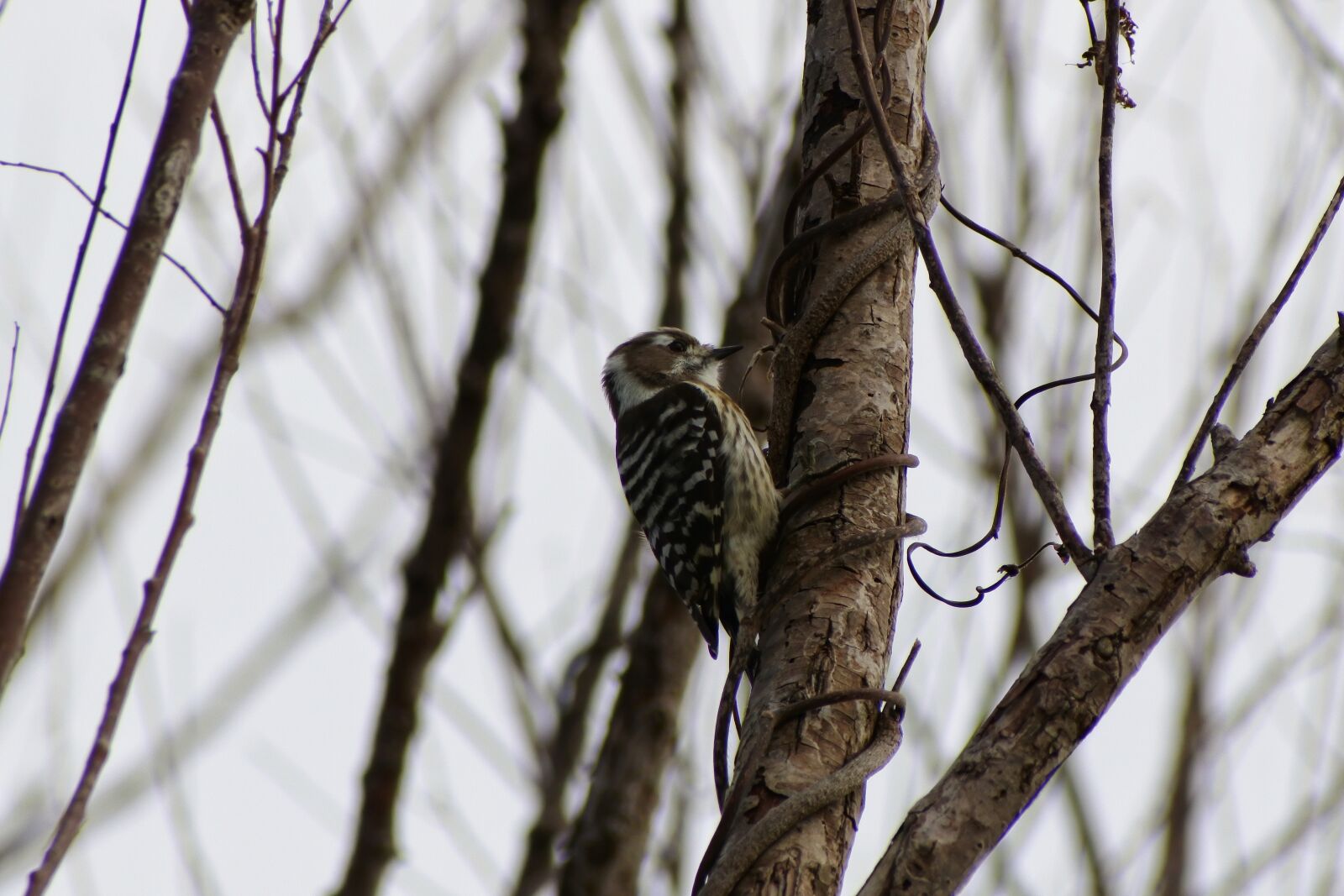 VR 70-300mm f/4.5-6.3G sample photo. Animal, forest, wood photography