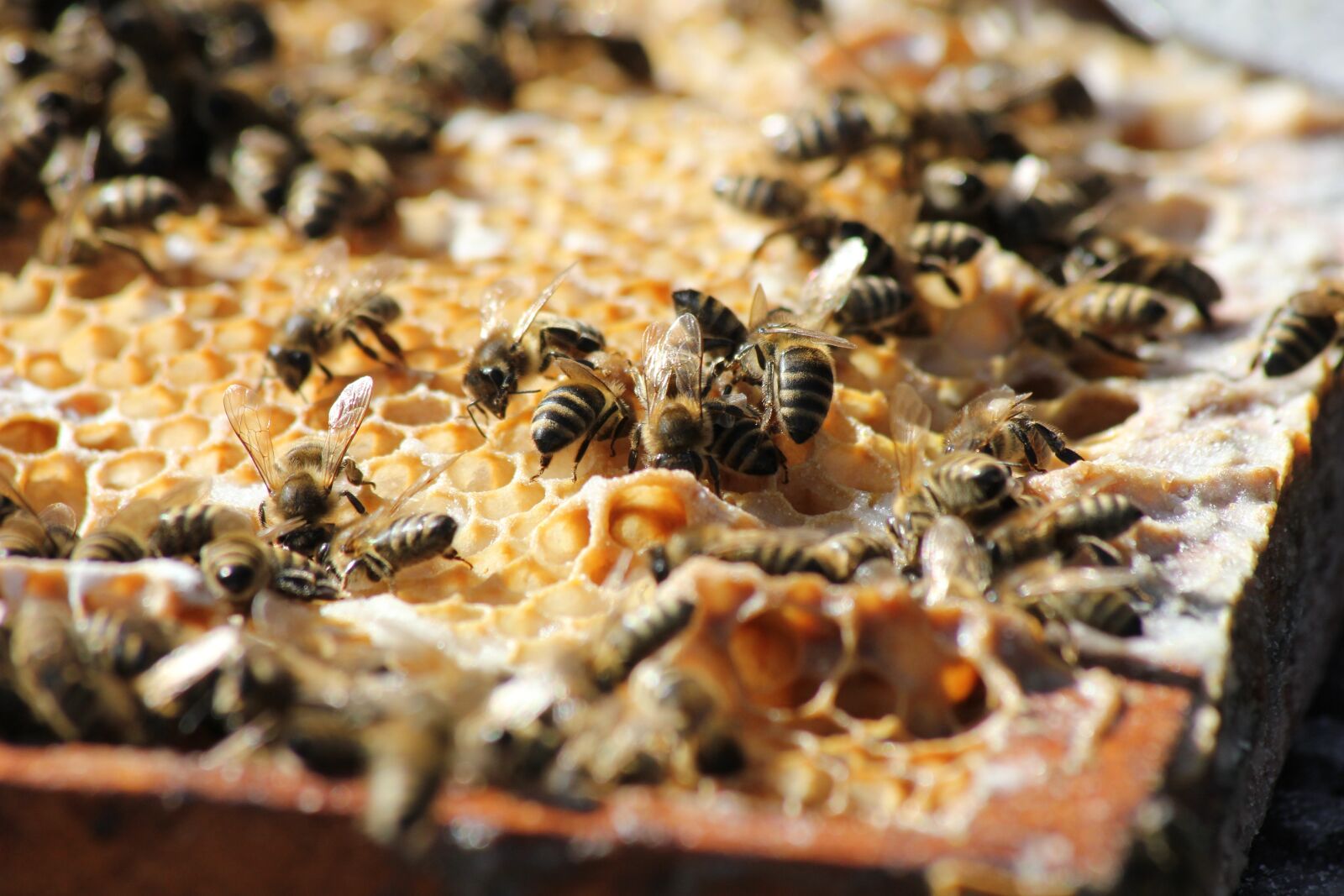 Canon EOS 550D (EOS Rebel T2i / EOS Kiss X4) sample photo. Bees, honey, summer photography