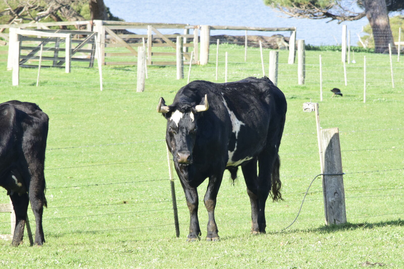 Nikon D5300 sample photo. Black, cow, cow, cow photography