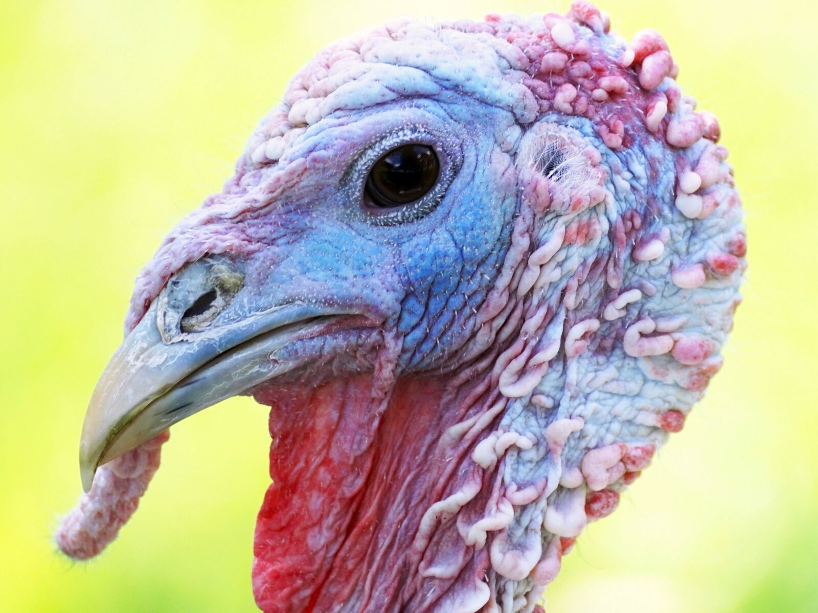 Sony DT 55-300mm F4.5-5.6 SAM sample photo. Turkey, bird, animal world photography