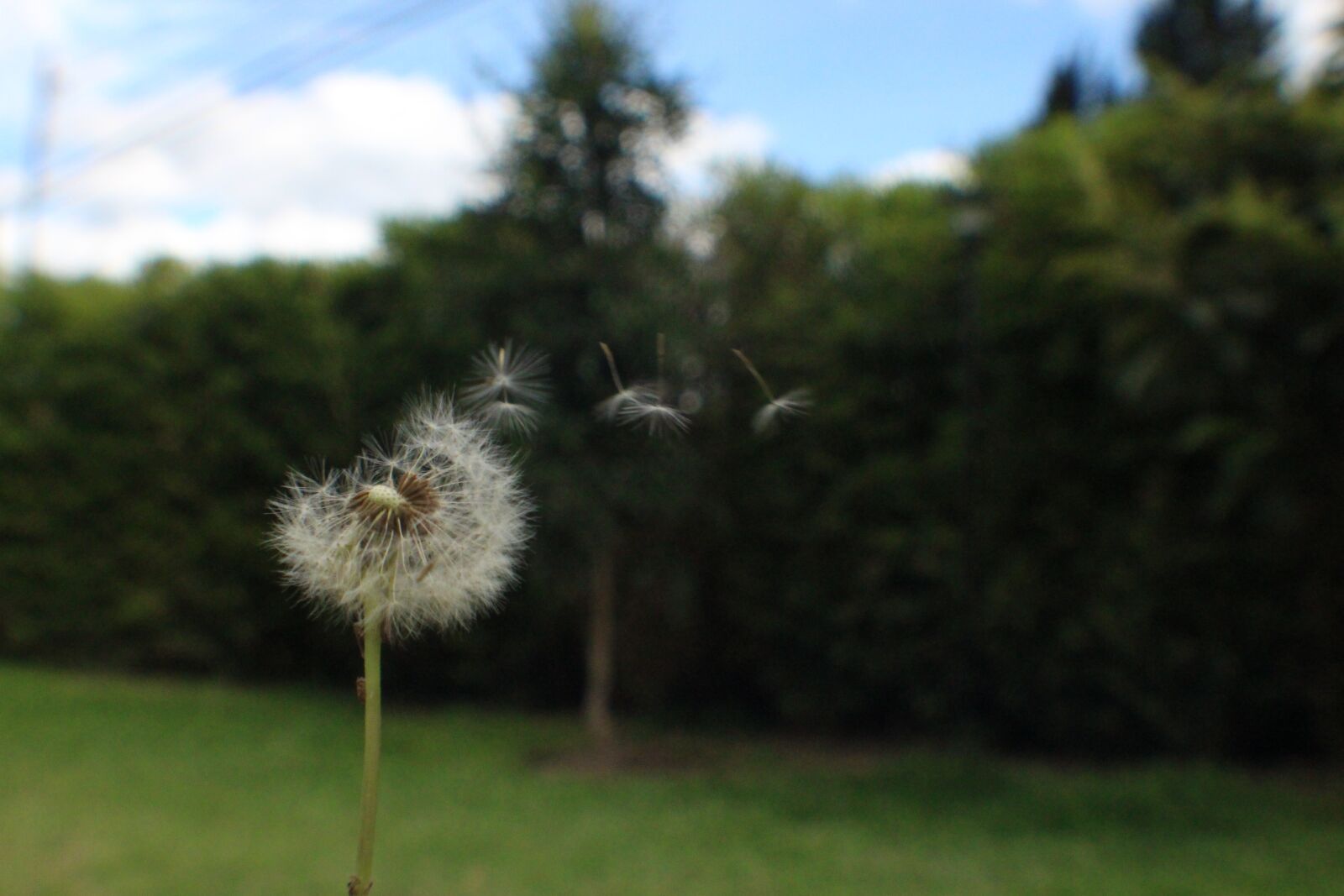 Canon EOS 700D (EOS Rebel T5i / EOS Kiss X7i) sample photo. Diente de leon, winds photography