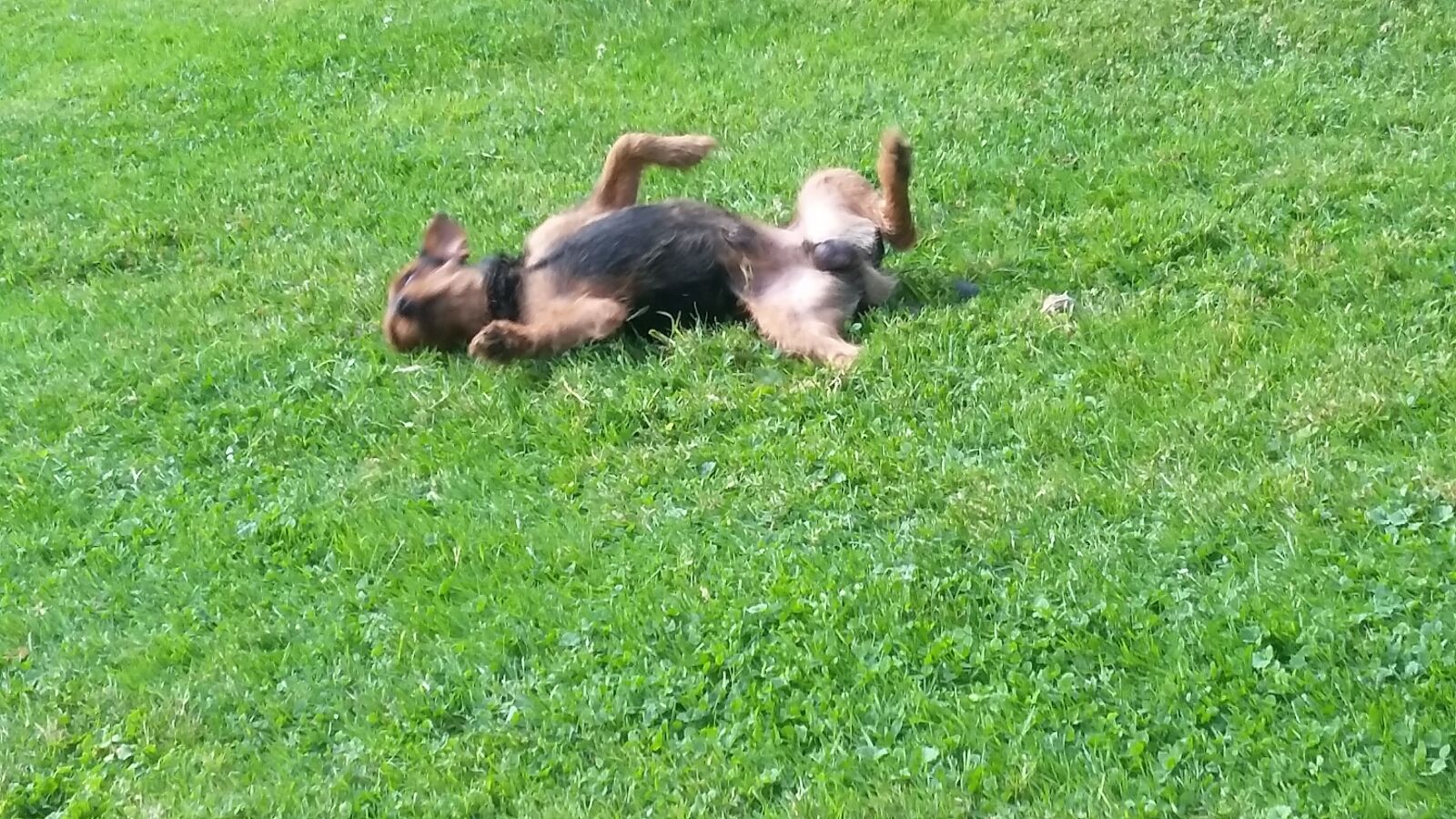 Samsung Galaxy S4 Mini sample photo. Dog, pincher, terrier photography