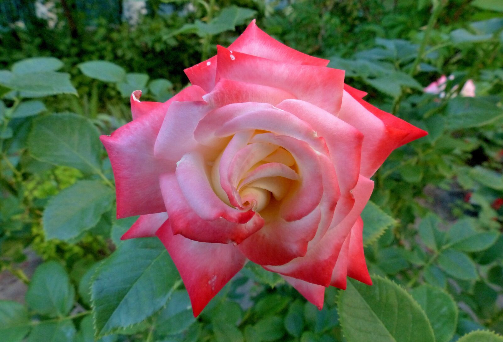 Panasonic Lumix DMC-FZ200 sample photo. Rose, flower, pink photography