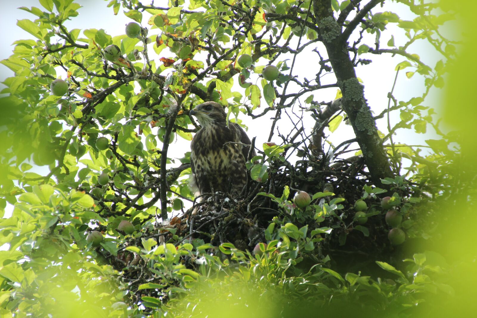Canon EOS 600D (Rebel EOS T3i / EOS Kiss X5) sample photo. Bird, wing, tree photography