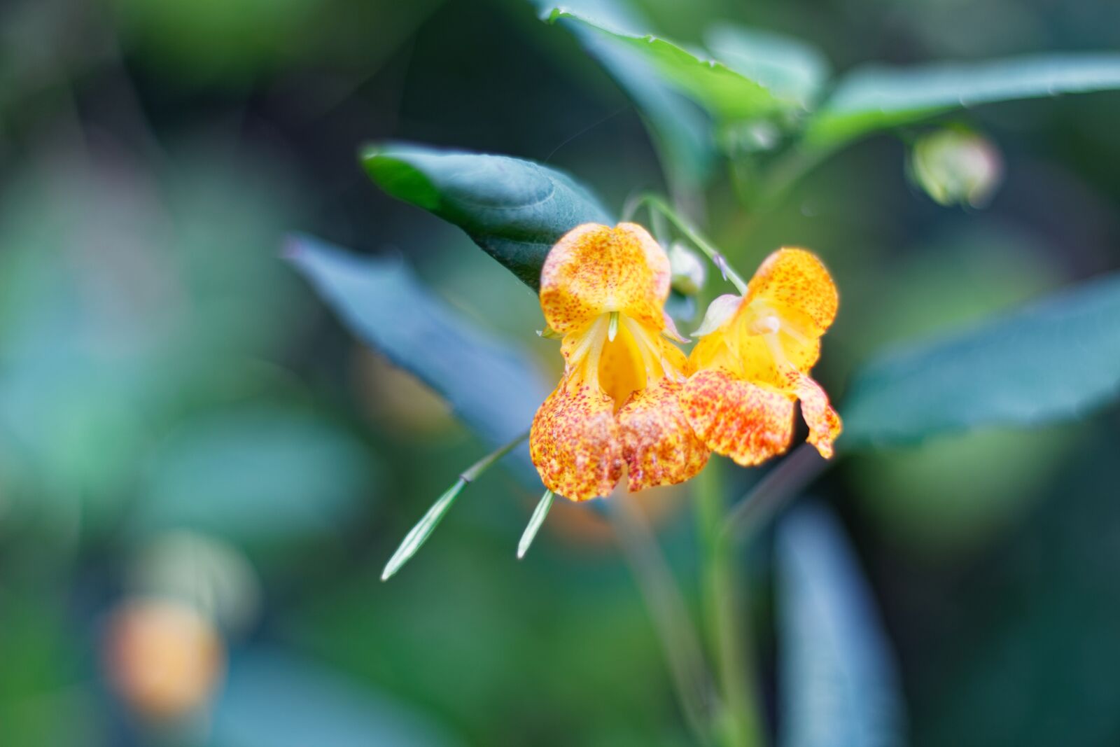 Canon EF 50mm F1.8 STM sample photo. Orange, flower, spotted touch-me-not photography