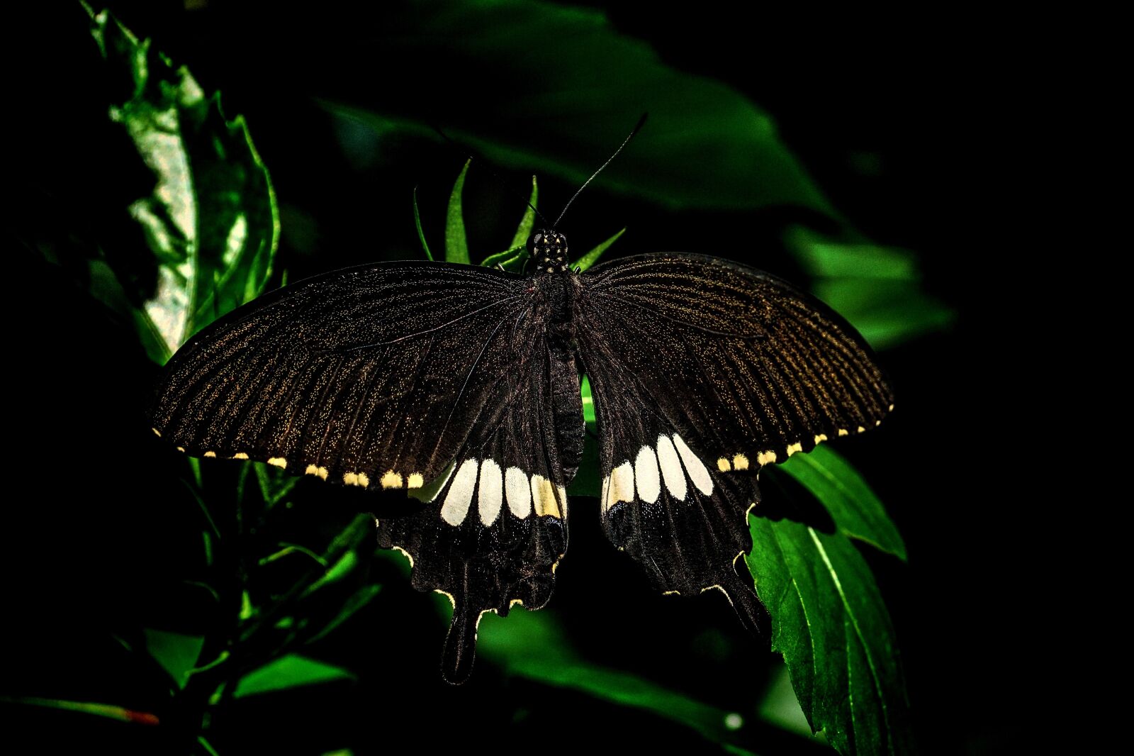 Sony DT 18-135mm F3.5-5.6 SAM sample photo. Butterfly, exotic, butterfly park photography