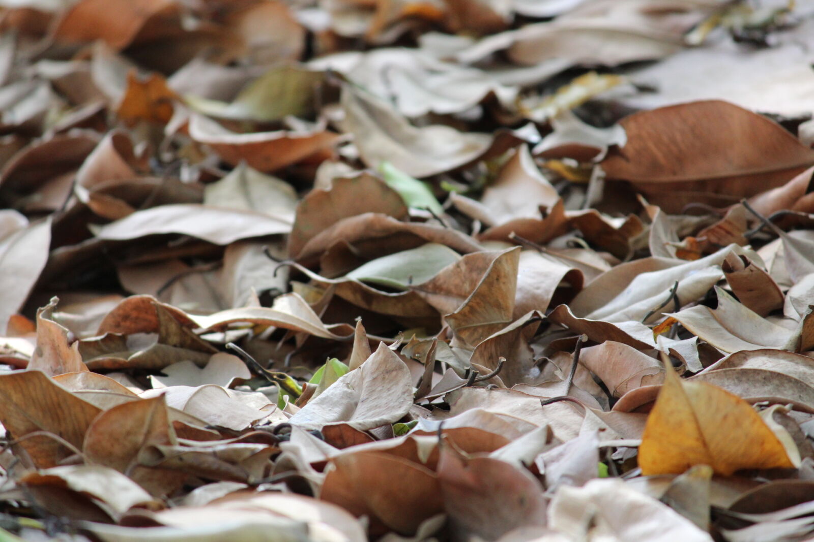 Canon EOS 1300D (EOS Rebel T6 / EOS Kiss X80) sample photo. Autumn, leaf, autumn, leaves photography