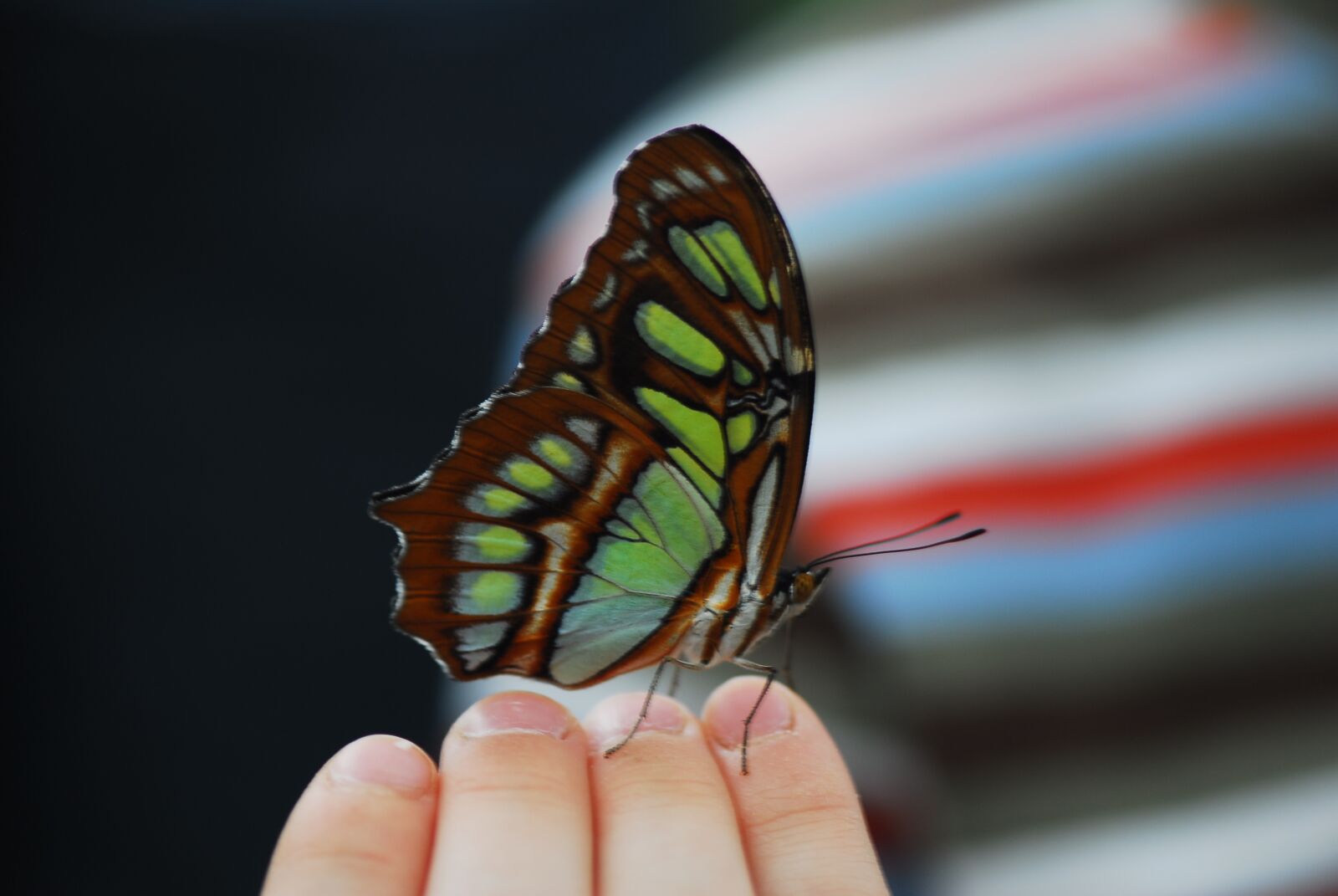 Nikon D200 sample photo. Butterfly, insect, nature photography