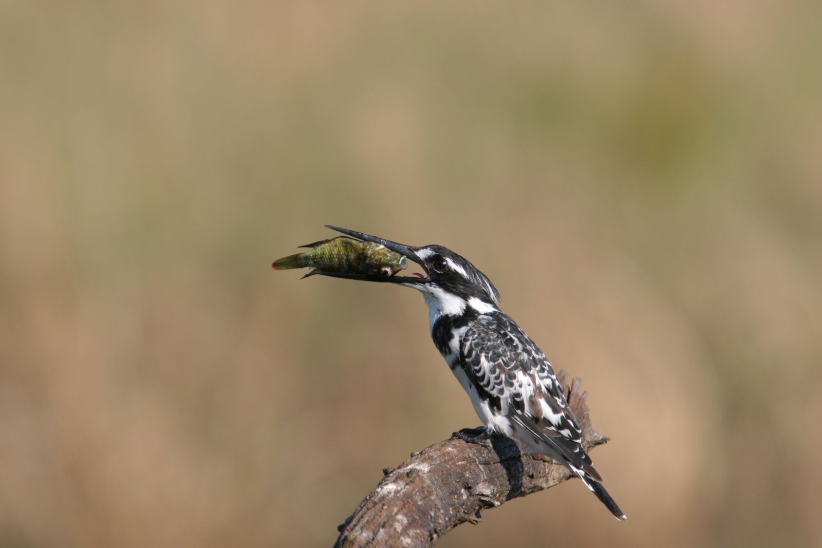 Canon EOS 20D sample photo. Kingfisher, south africa, fish photography