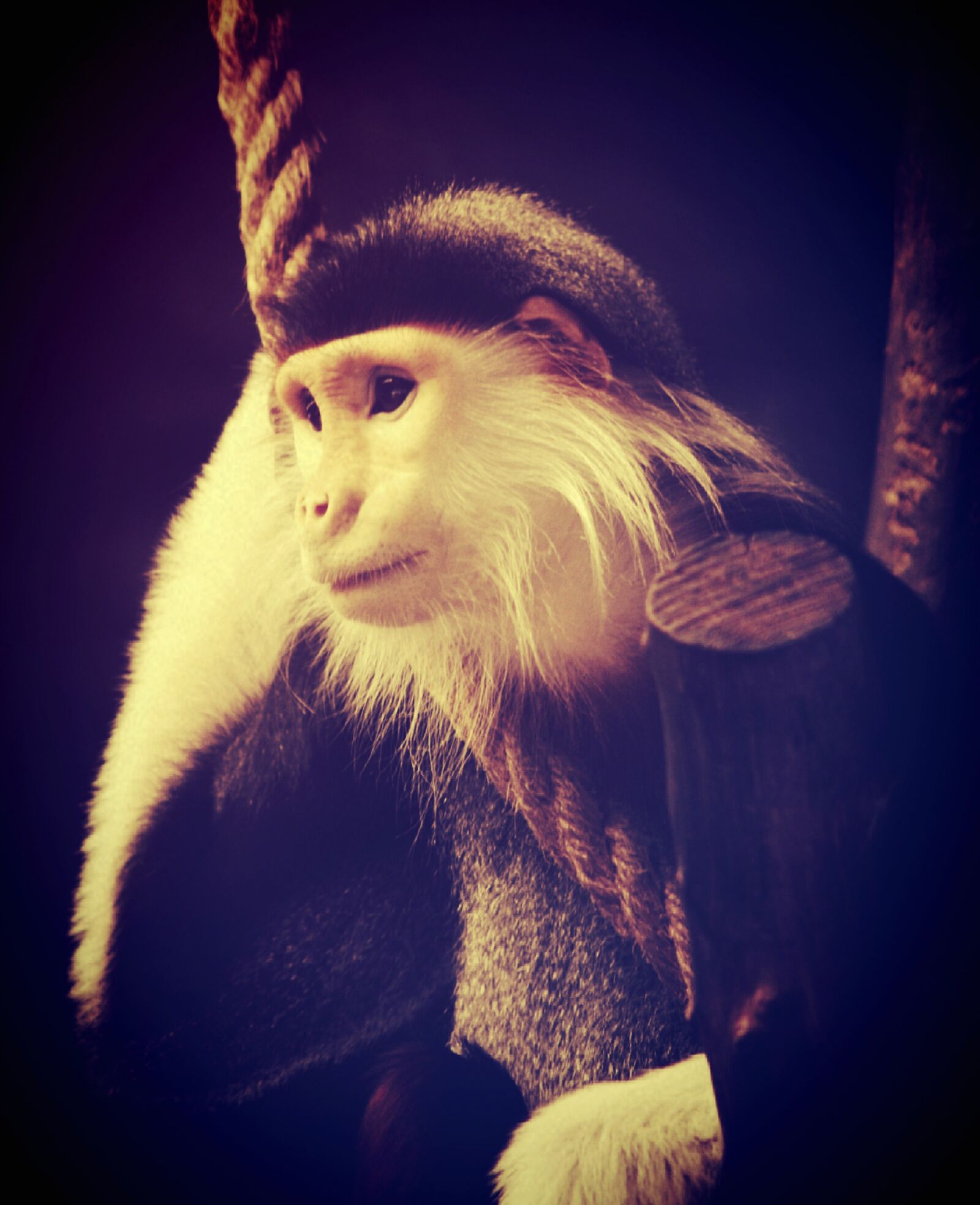 Olympus E-300 (EVOLT E-300) sample photo. Animal, monkey, chimp photography