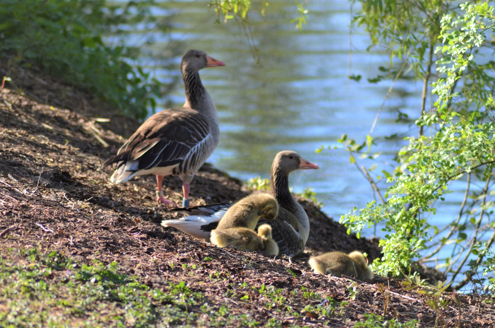 Nikon D5100 sample photo. Family, grey geese, graugans photography
