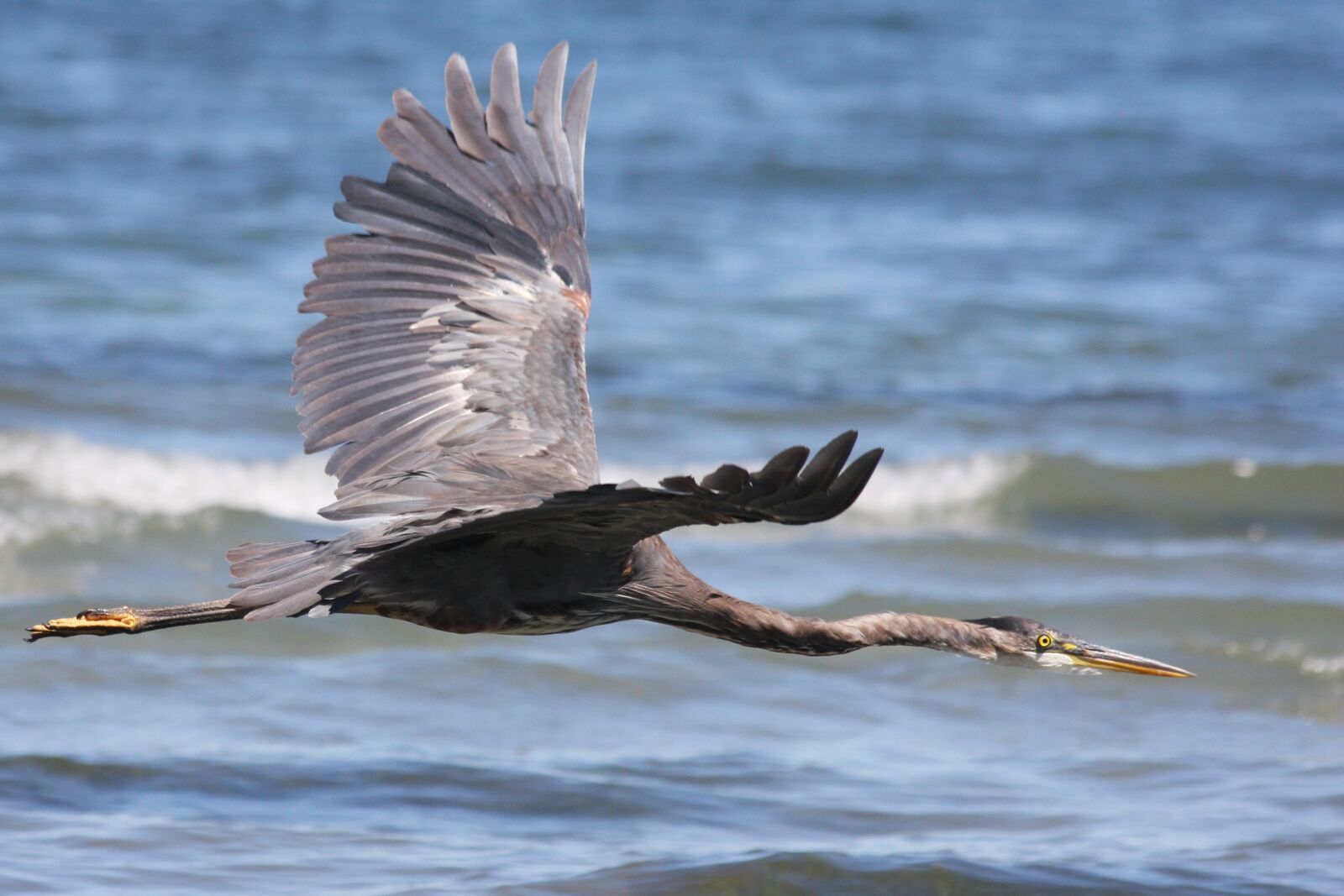 Canon EOS 40D sample photo. Heron, flying, wings photography