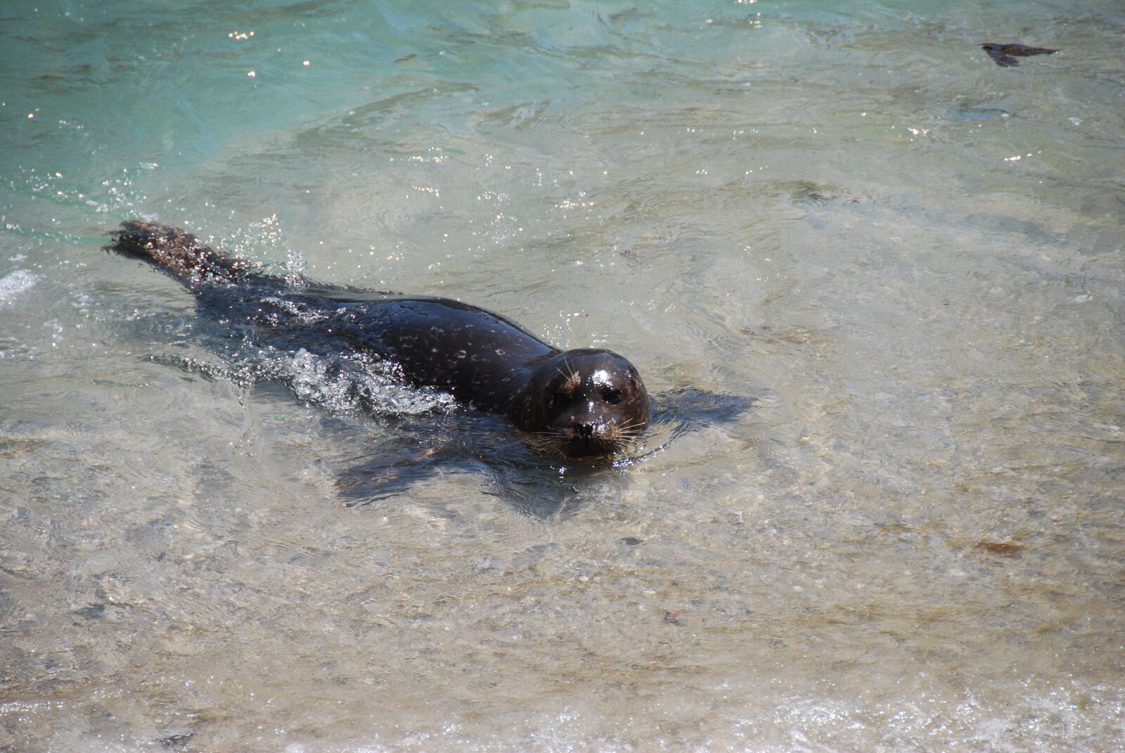 Nikon D60 sample photo. Seal, beach, water photography
