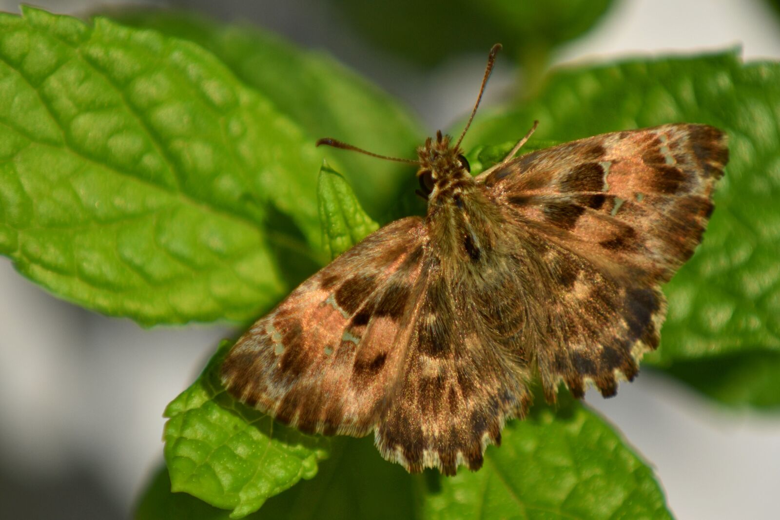 Nikon D3500 sample photo. Butterfly, mint, insect photography