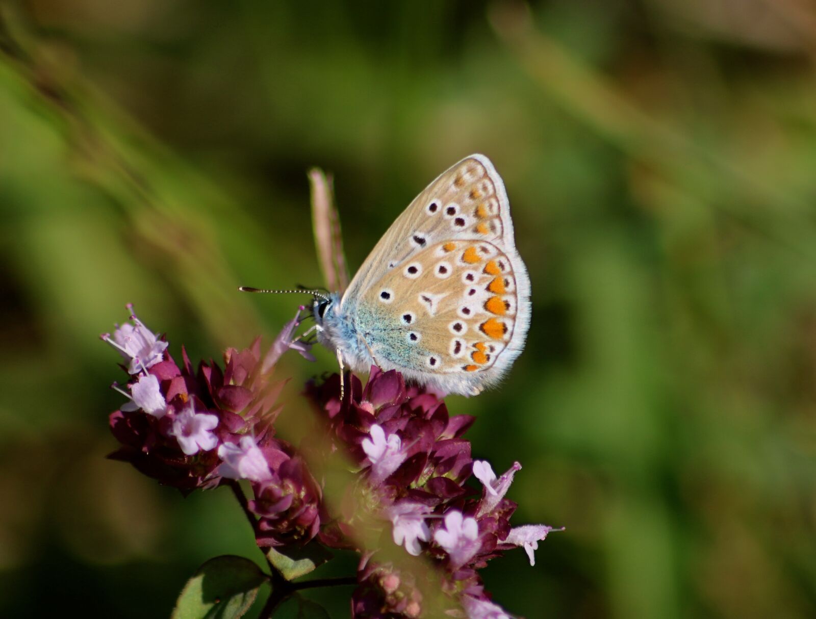 Canon EOS 750D (EOS Rebel T6i / EOS Kiss X8i) sample photo. Common blue butterfly, blue photography