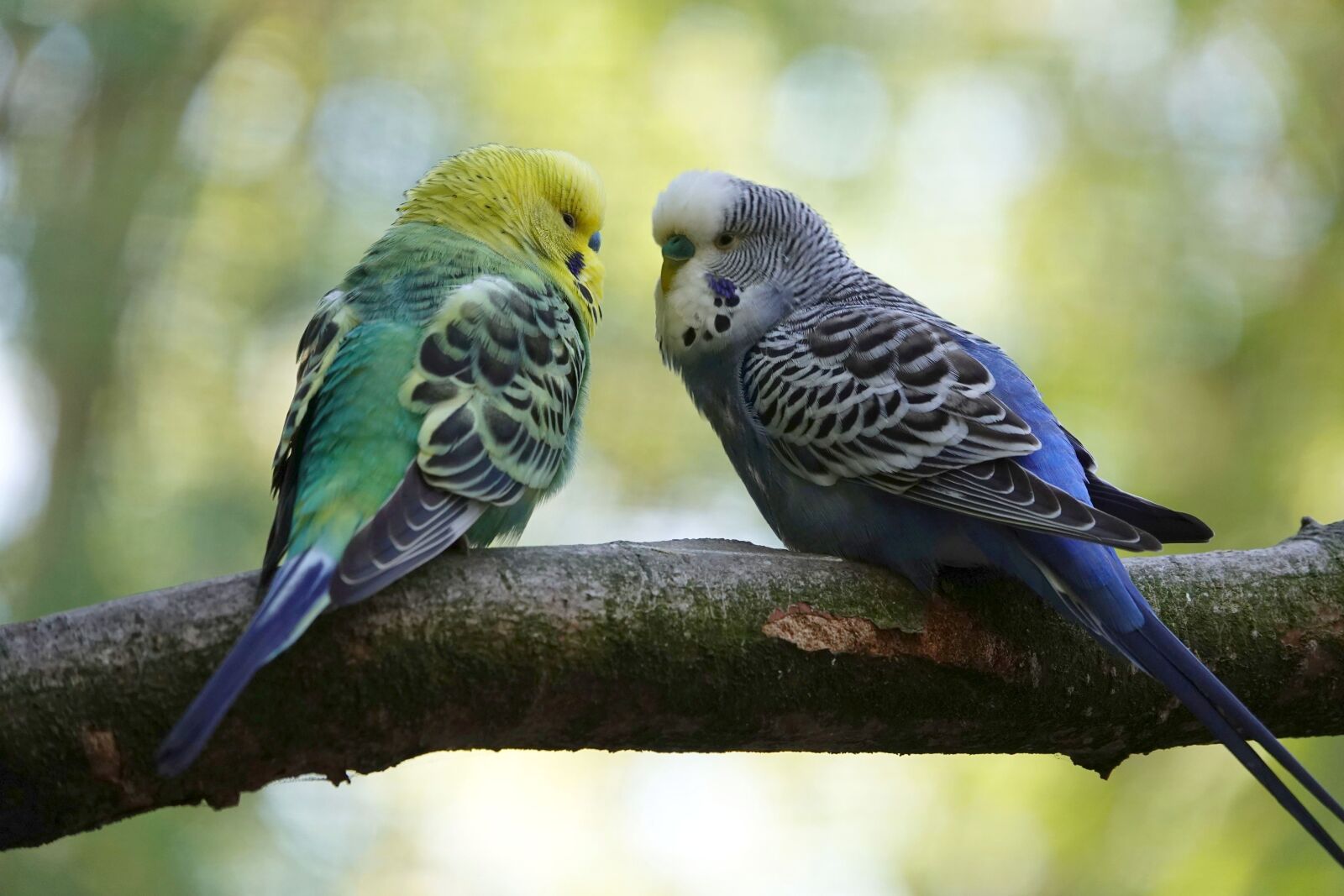 Sony Cyber-shot DSC-RX10 IV sample photo. Budgie, pair, entertainment photography