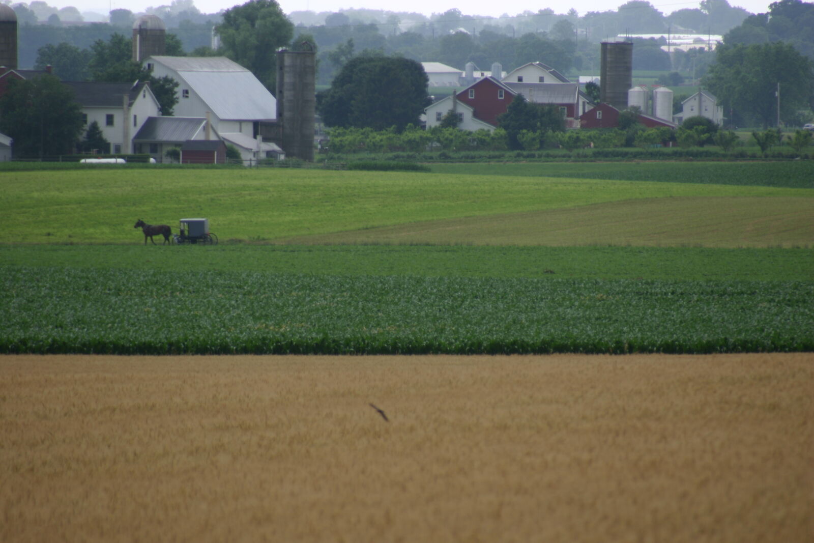 Canon EOS 300D (EOS Digital Rebel / EOS Kiss Digital) sample photo. Amish, buggy, farm, fields photography