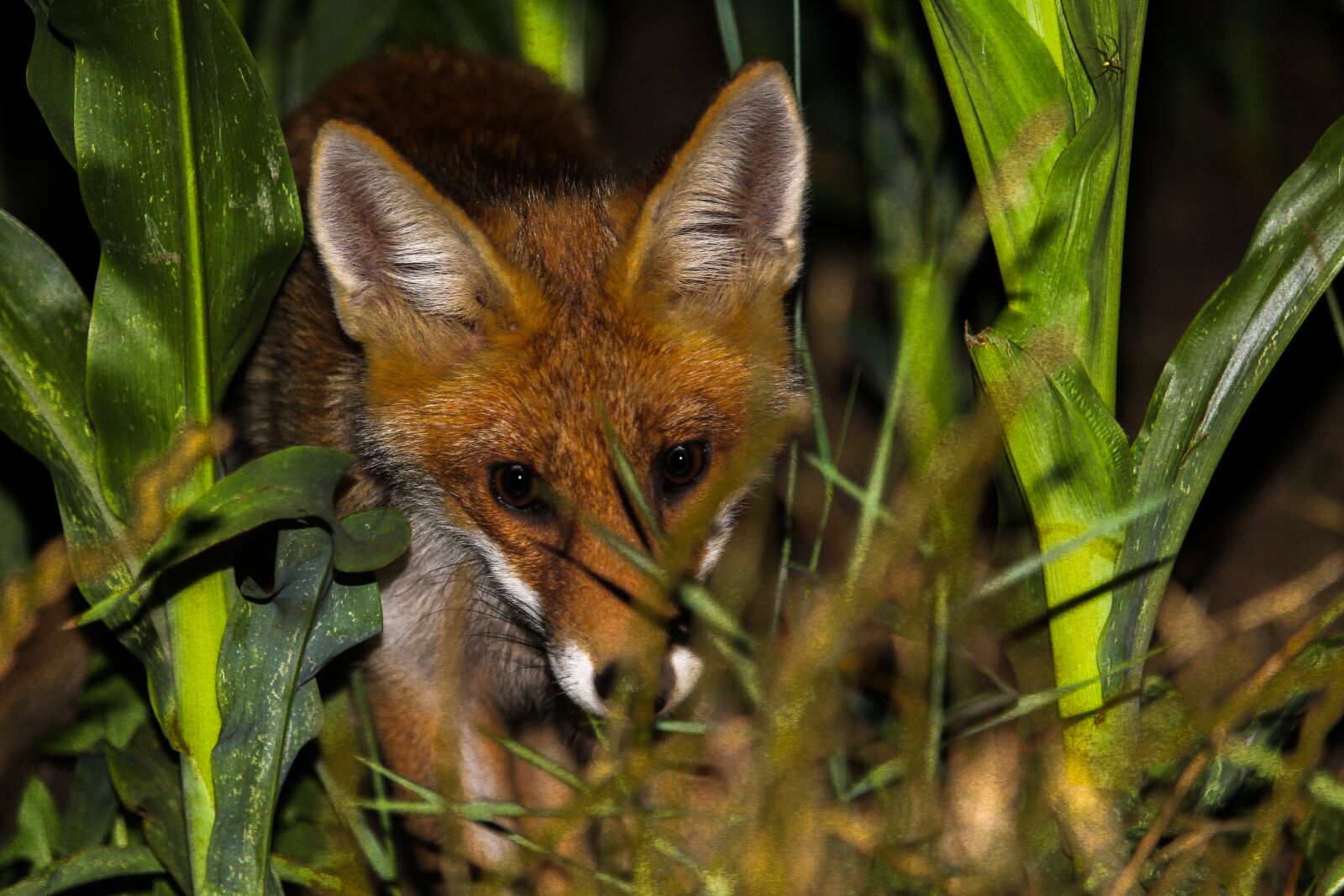 Canon EF-S 55-250mm F4-5.6 IS STM sample photo. Animals, fox, cute photography