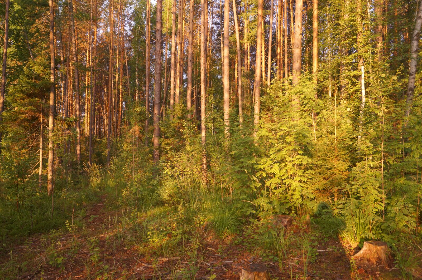 Sony SLT-A57 sample photo. Morning, dawn, silence photography