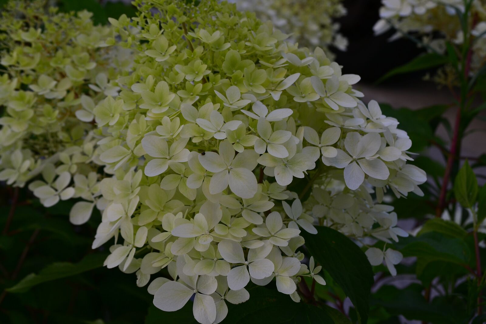 Nikon D3100 sample photo. Flower, green, nature photography