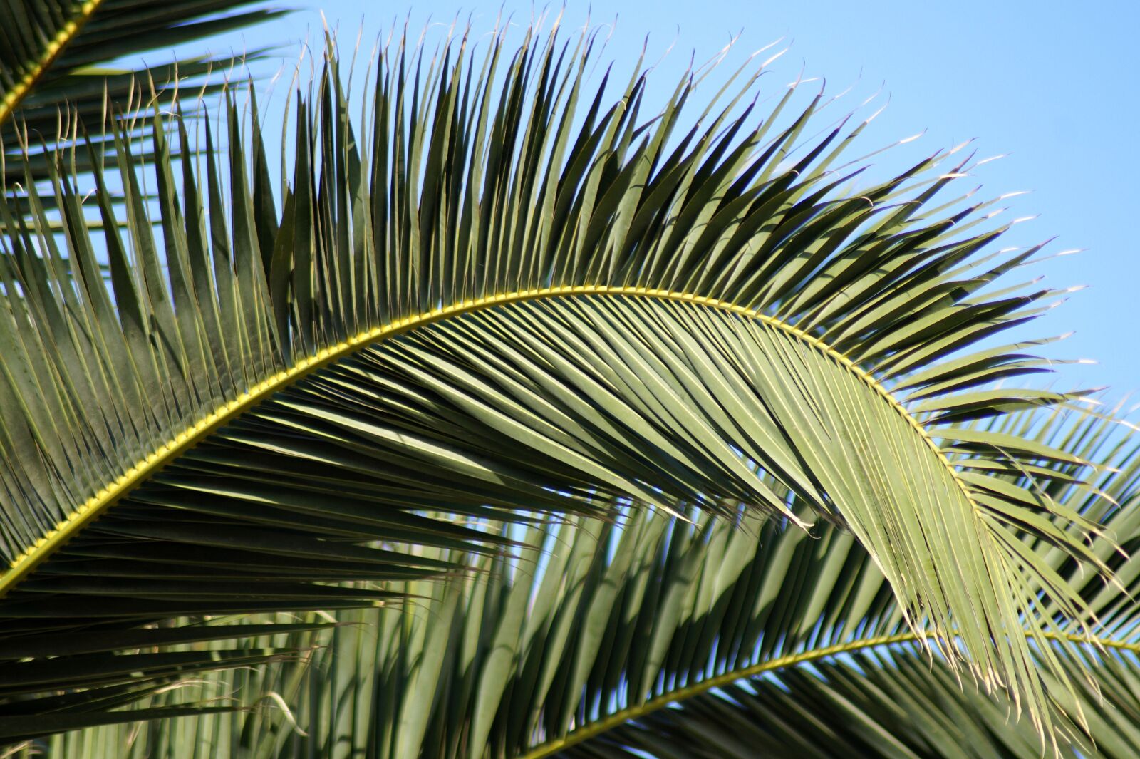 Sony SLT-A58 sample photo. Palm, plant, leaves photography