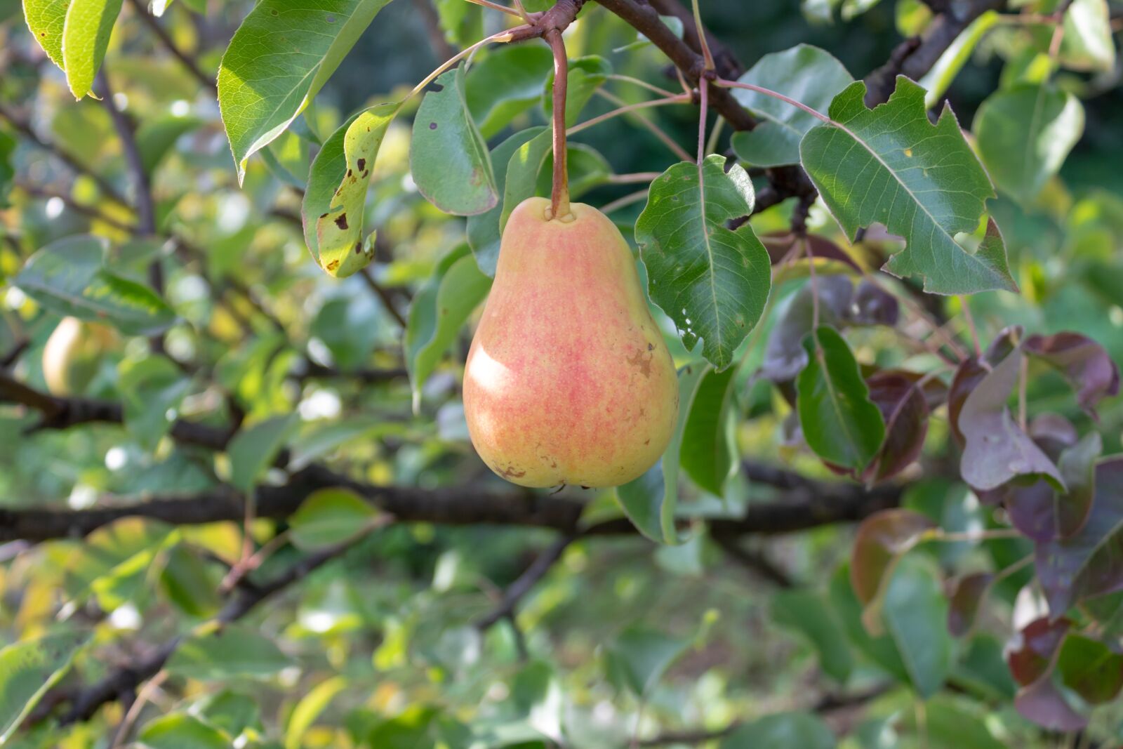Canon EOS 1300D (EOS Rebel T6 / EOS Kiss X80) sample photo. Pear, foliage, fruit photography