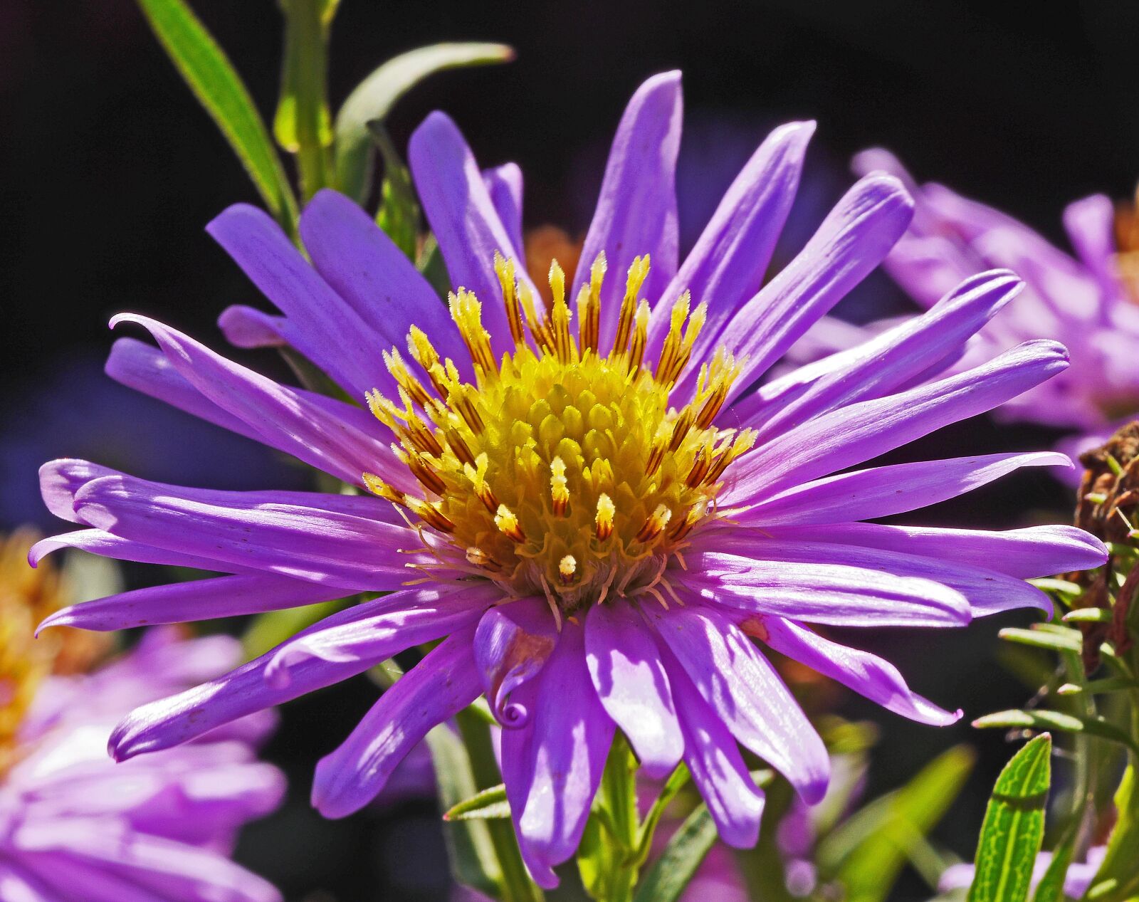 Panasonic Lumix DMC-GH3 sample photo. Aster flower, purple, golden photography