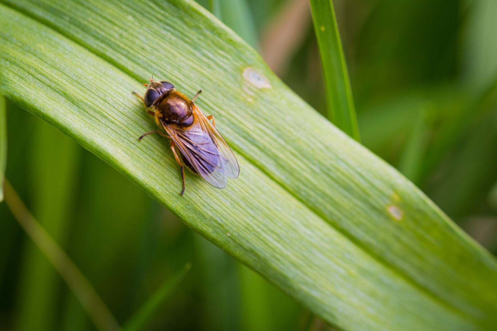 Canon EOS 6D sample photo. Fly, insect, moor photography