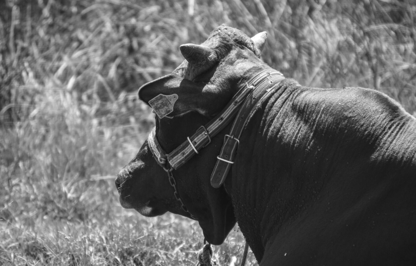 Nikon D5500 sample photo. Bull, cow, farm photography