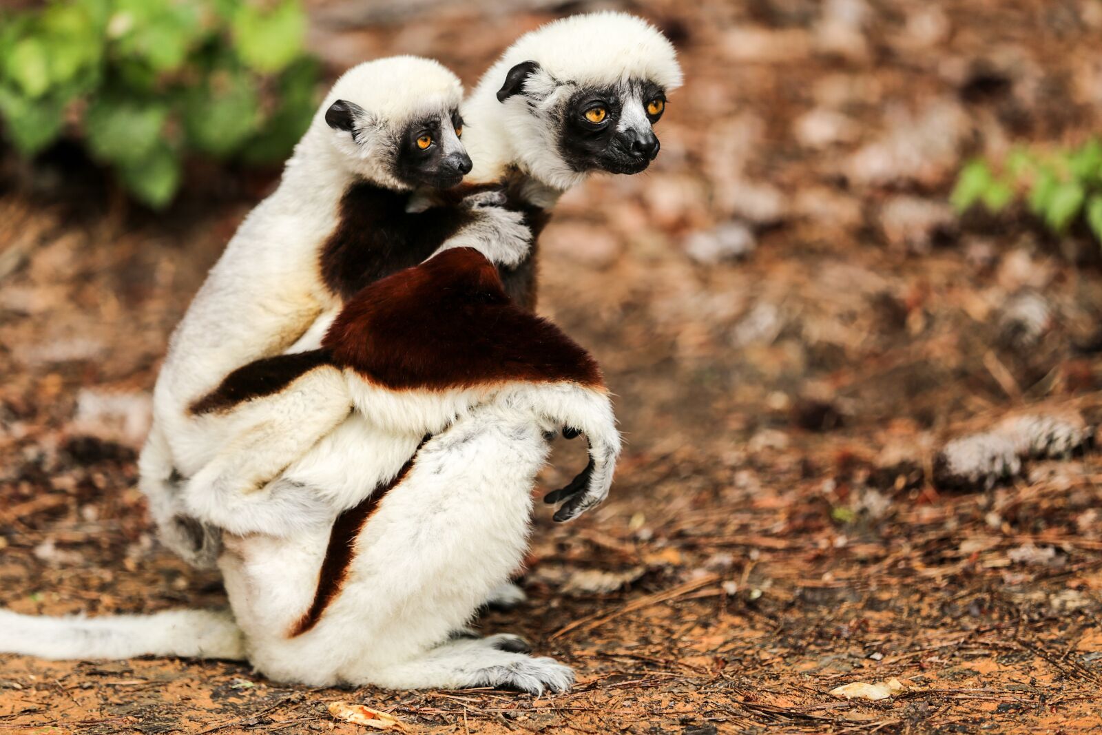 Canon EOS 6D sample photo. Coquerel's sifaka, propithecus coquereli photography