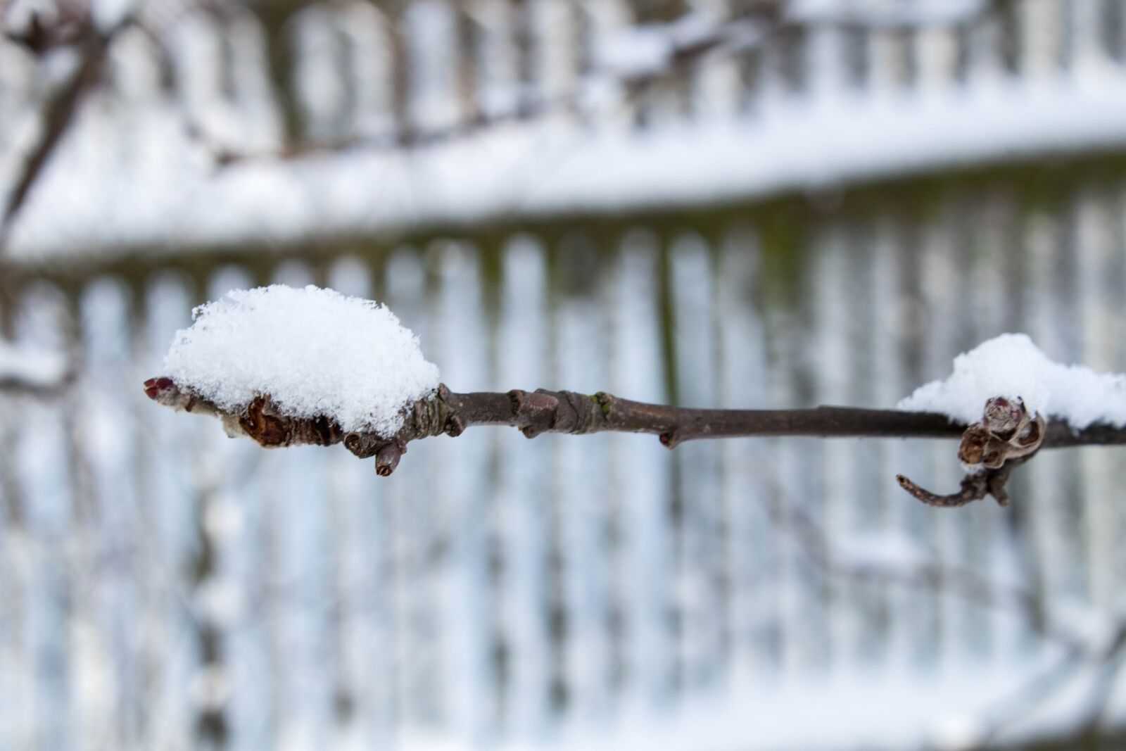 Canon EOS 1300D (EOS Rebel T6 / EOS Kiss X80) sample photo. Winter, snow, frost photography