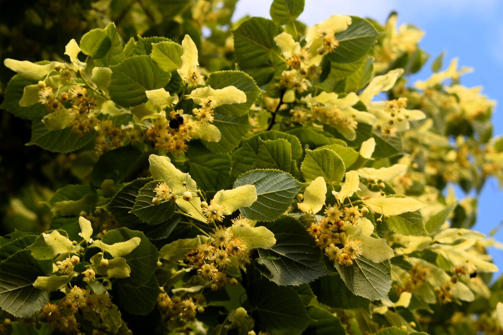 Nikon D3300 sample photo. Nature, tree, tilia photography