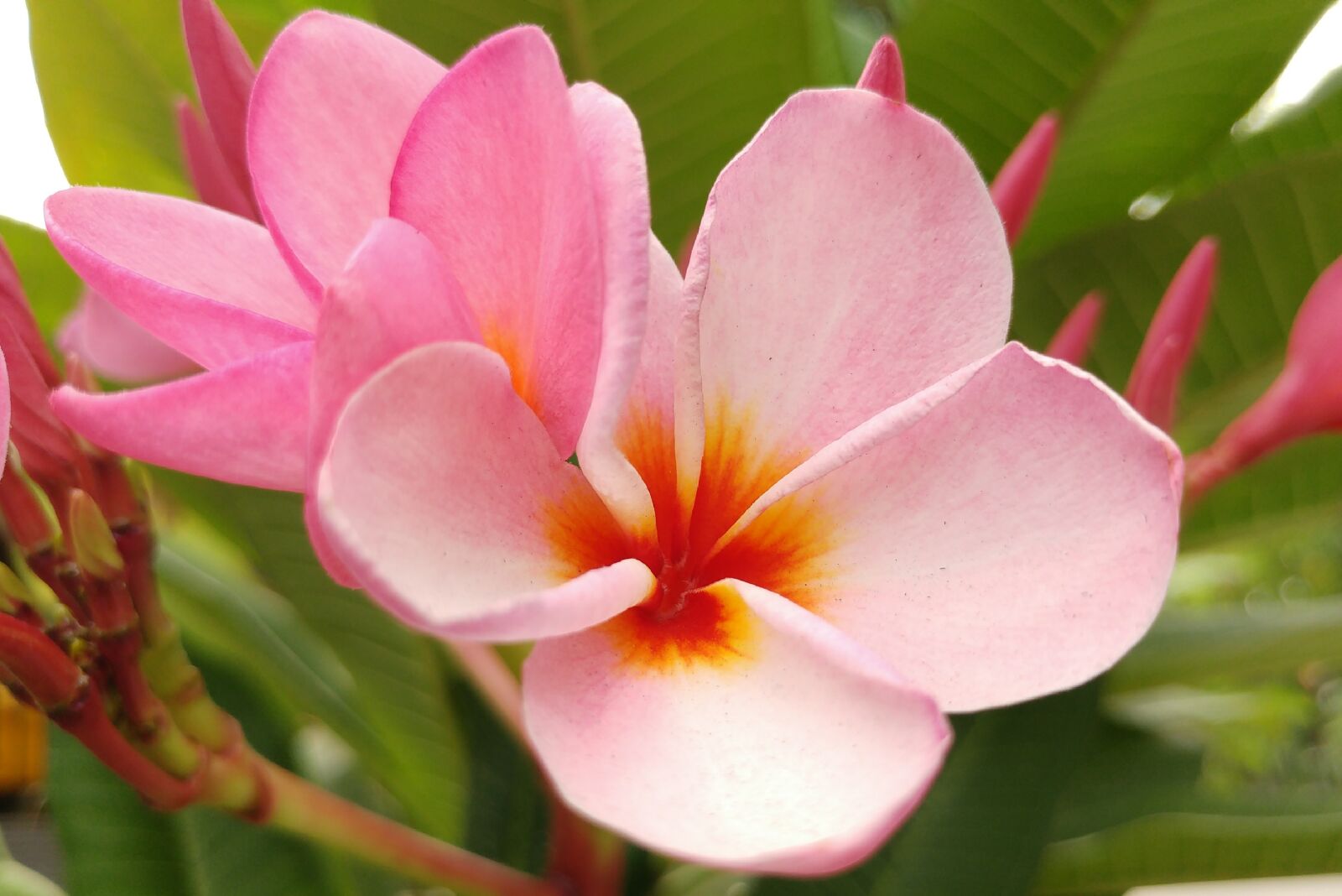 LG G5 sample photo. Plumeria, frangipani, pink petal photography